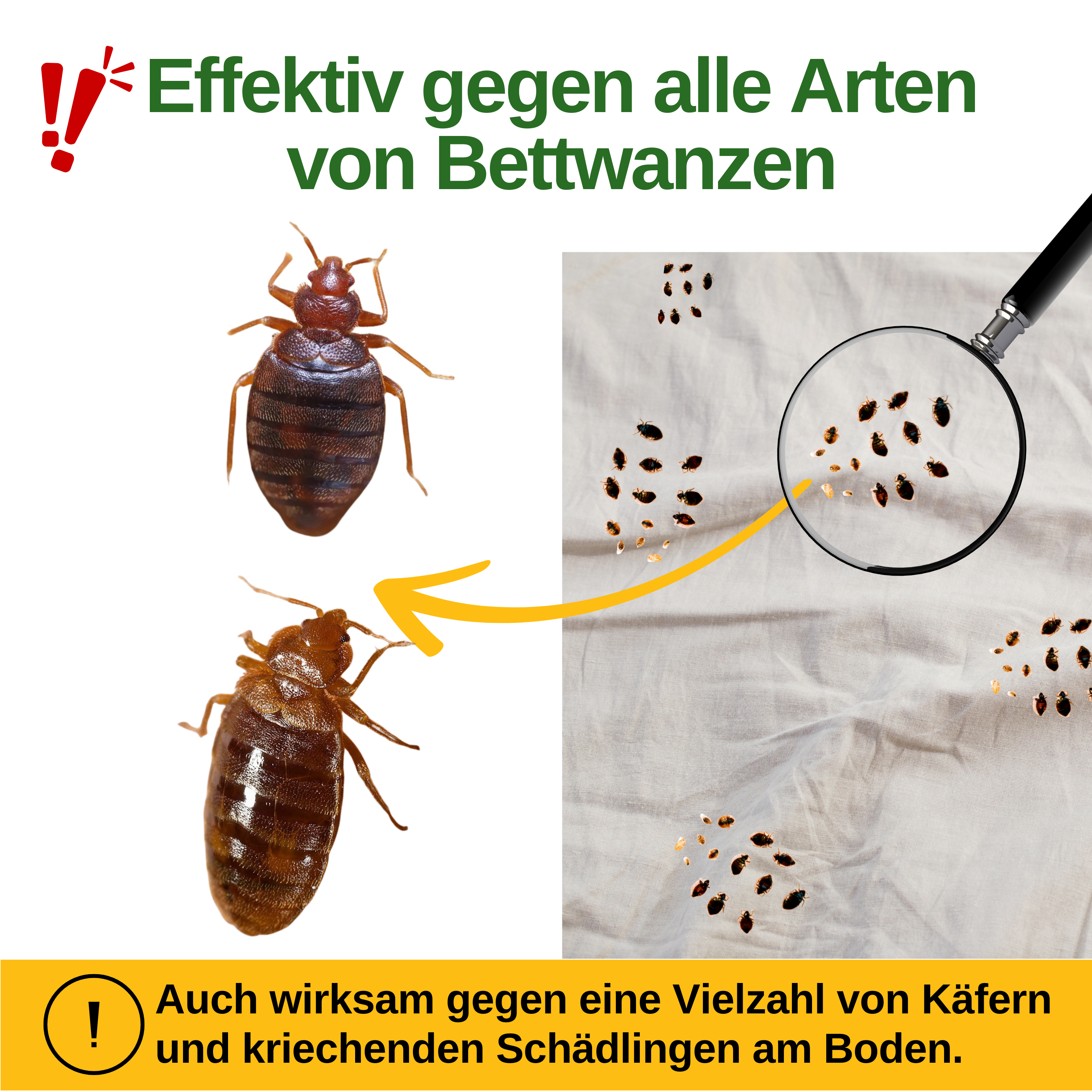 Bed bug trap with special attractant 