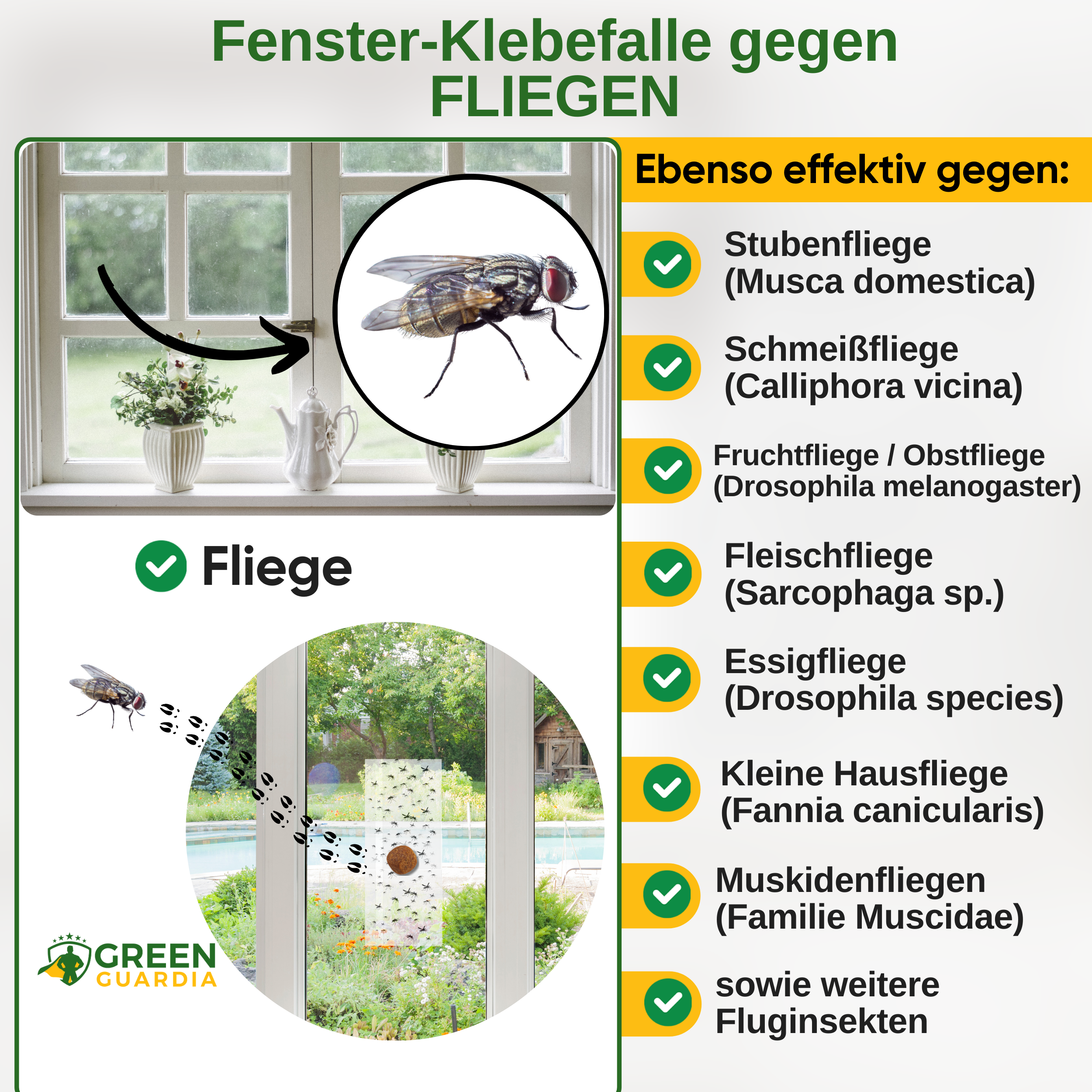 Fly window trap with special attractant 