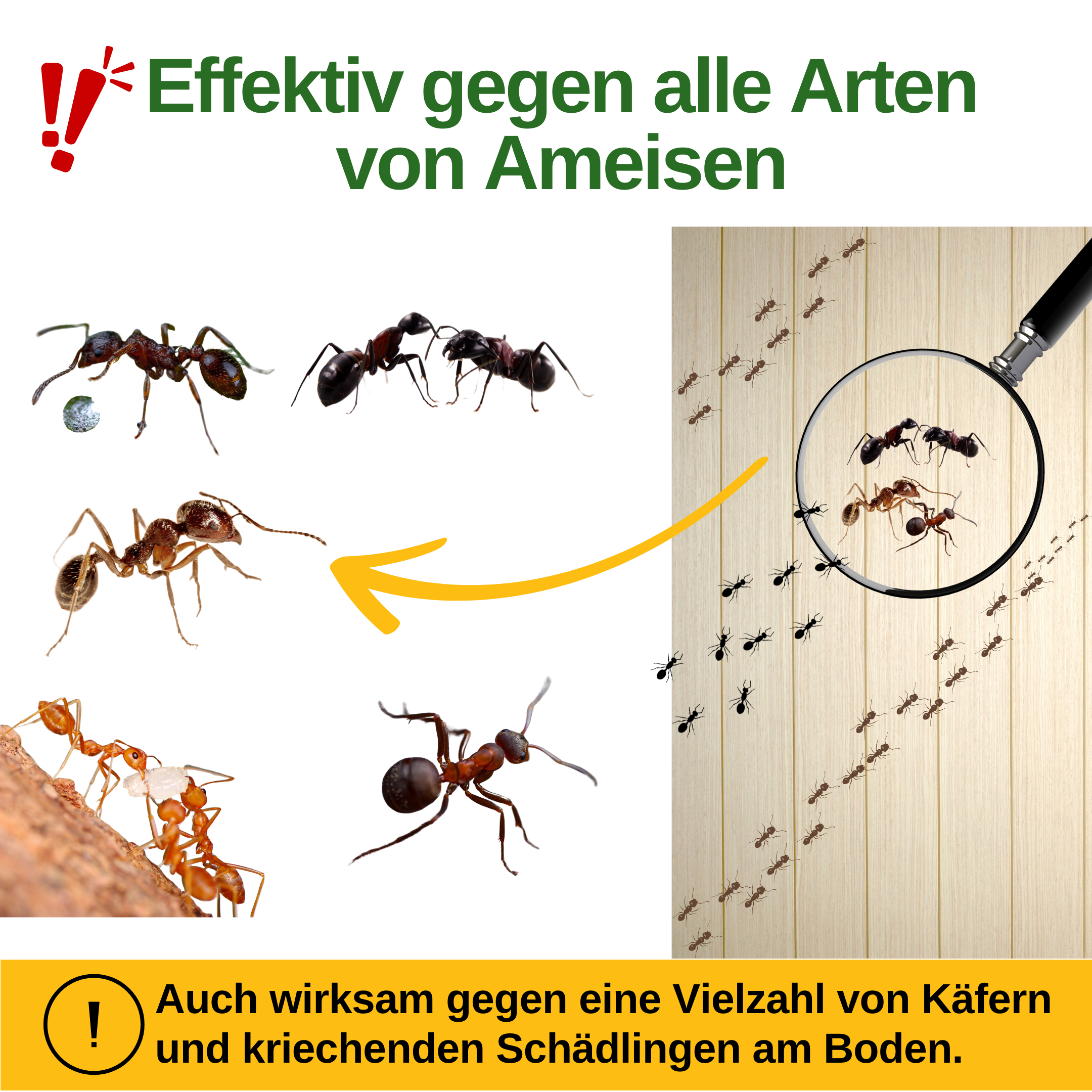 Ant trap with special attractant 