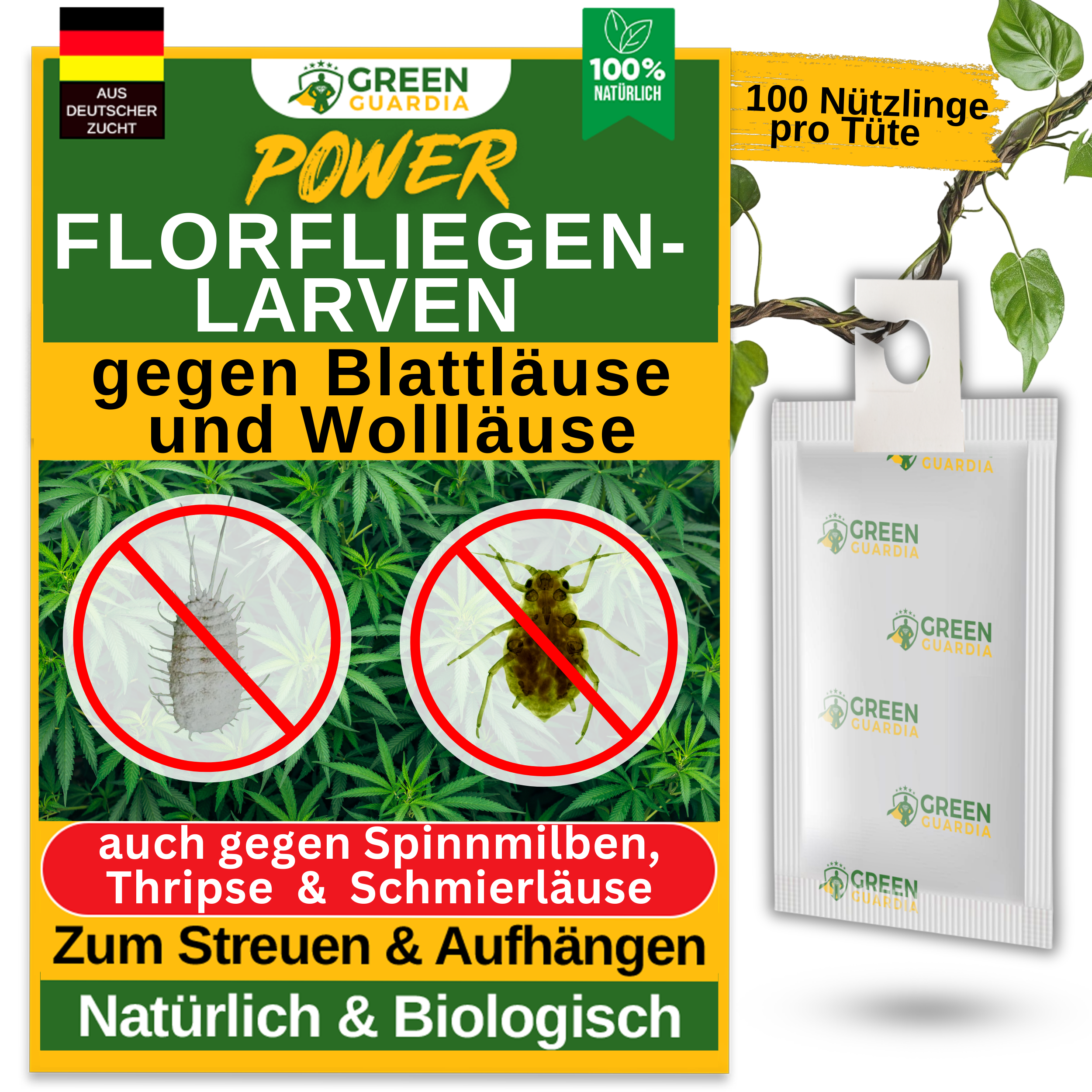 Lacewing larvae eggs against aphids, mealybugs for hanging or scattering 