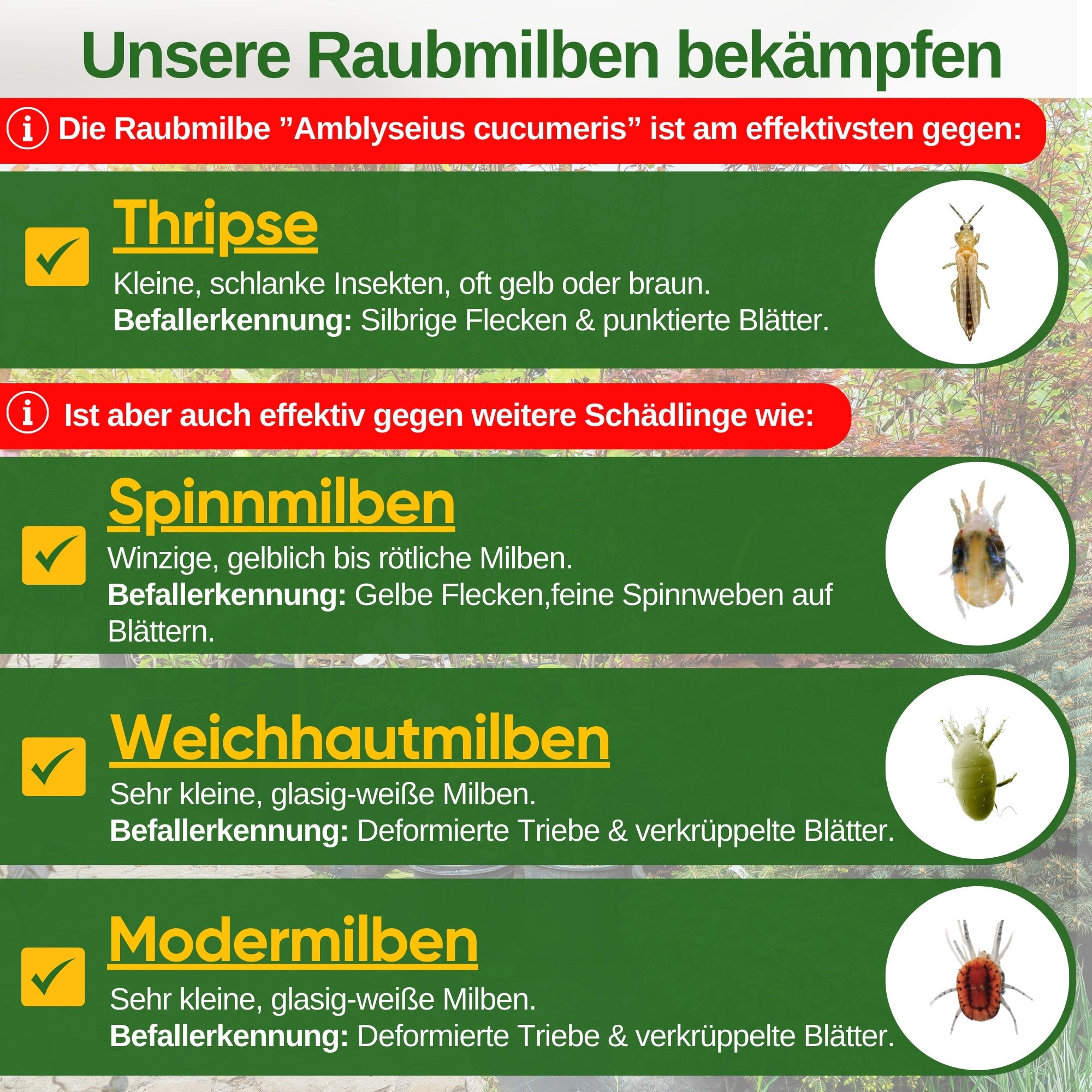 Predatory mites against thrips – loose product