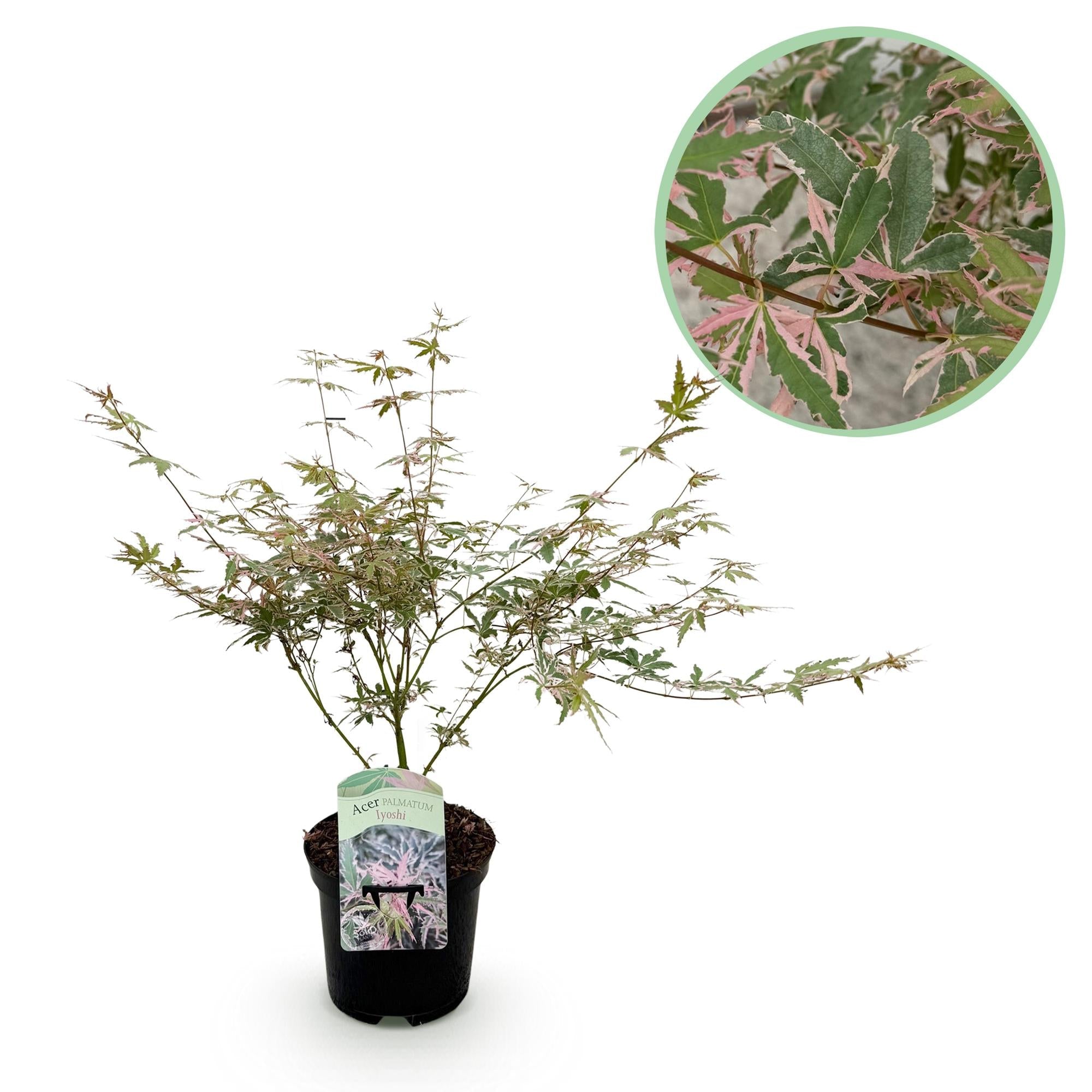 Acer Palmatum ‘Iyoshi’ – Japanischer Ahorn, laubabwerfend – 19 cm Topf, 70 cm hoch - Green Guardia - Ihr Experte für Schädlinge und Pflanzen