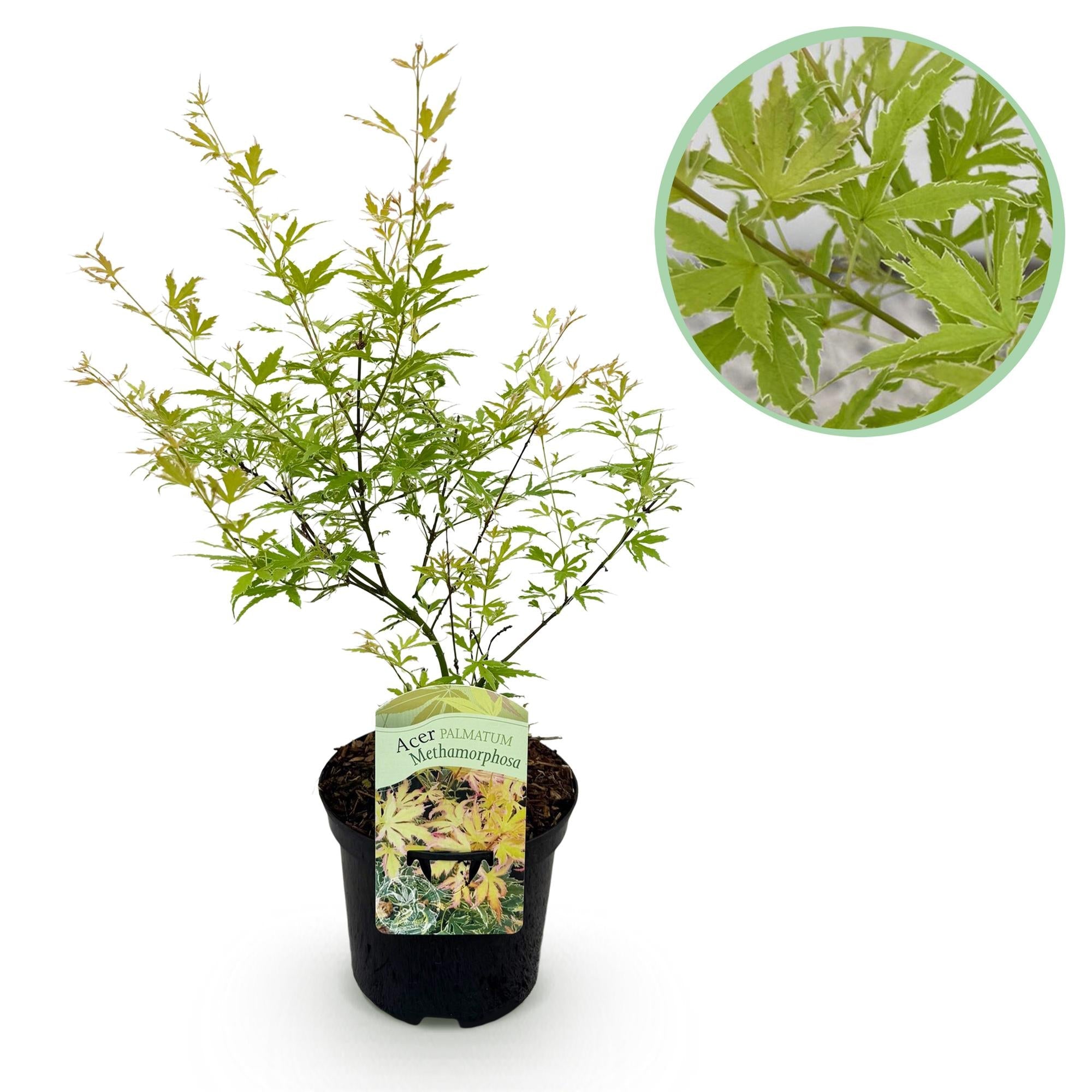 Acer Palmatum ‘Metamorphosa’ – Japanischer Ahorn, laubabwerfend – 19 cm Topf, 70 cm hoch - Green Guardia - Ihr Experte für Schädlinge und Pflanzen
