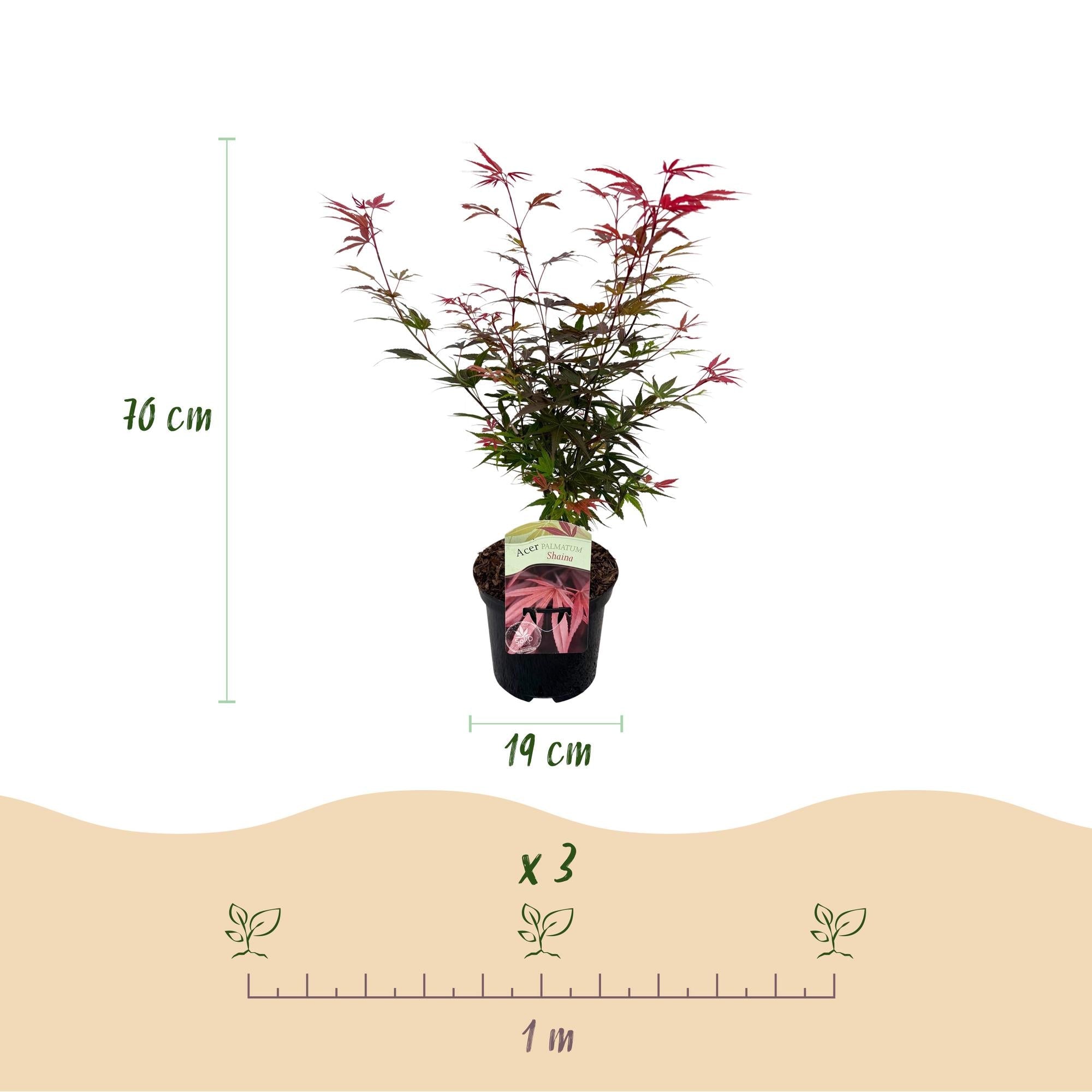 Acer Palmatum ‘Shaina’ – Japanischer Ahorn, laubabwerfend – 19 cm Topf, 70 cm hoch - Green Guardia - Ihr Experte für Schädlinge und Pflanzen