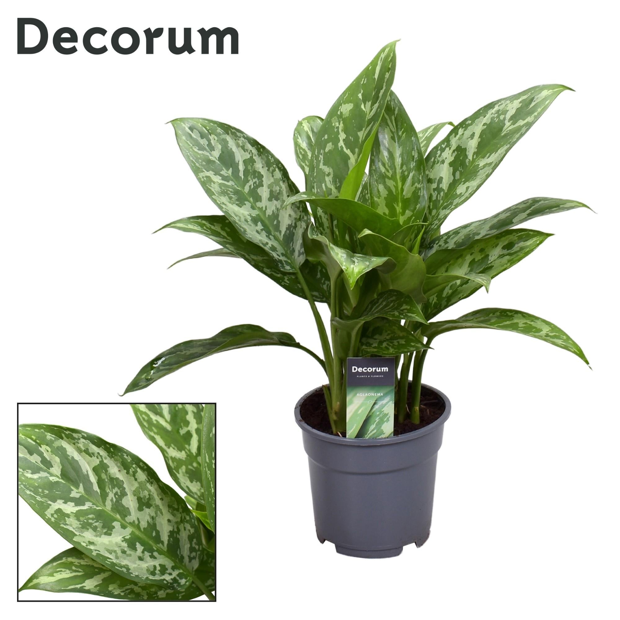 Aglaonema – Kolbenfaden - verschieden Farben - 35 - 80 cm - Green Guardia - Ihr Experte für Schädlinge und Pflanzen