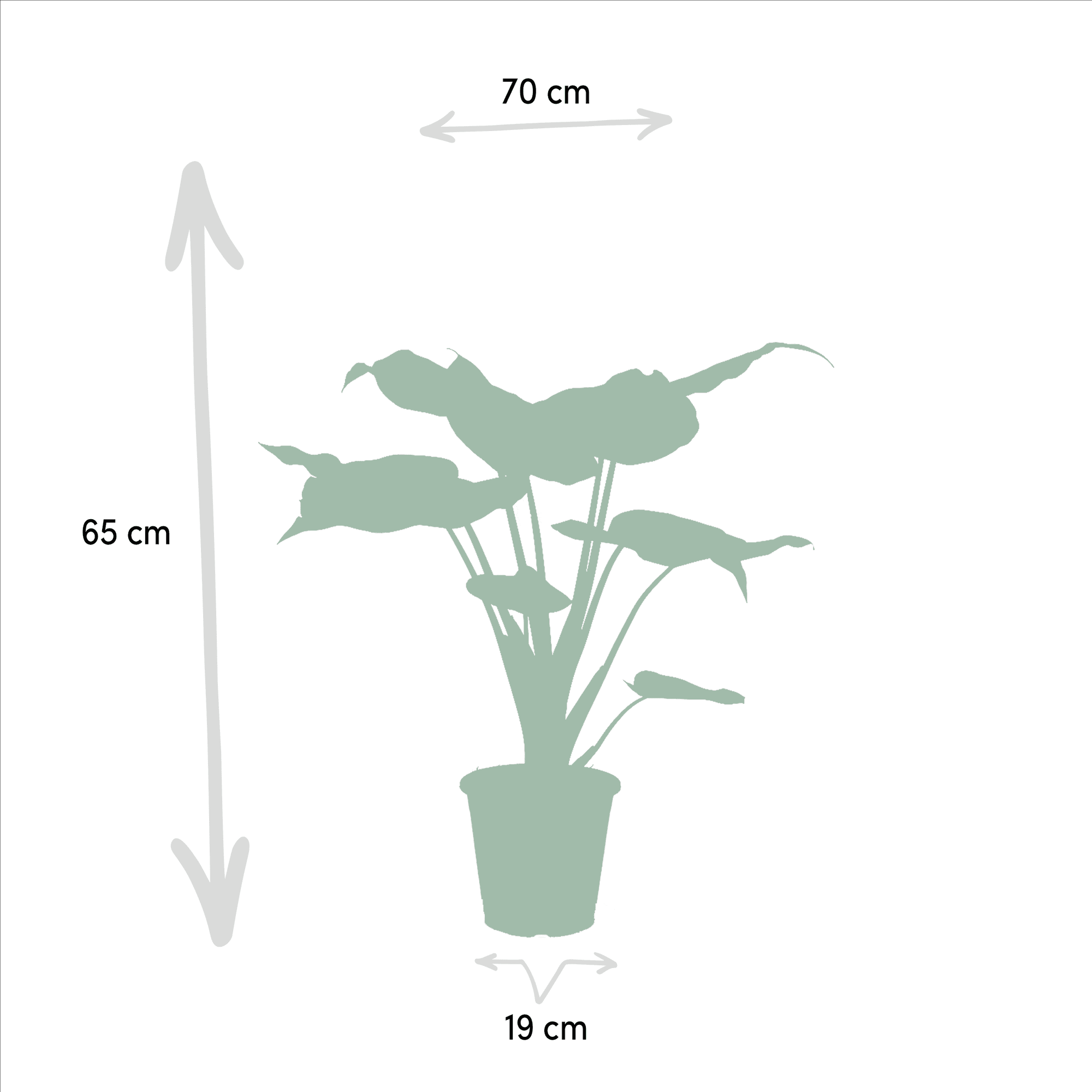 Alocasia cucullata & Alocasia lauterbachiana – Elefantenohr – 2 Pflanzen – 19 cm Topf, ca. 60–75 cm hoch - Green Guardia - Ihr Experte für Schädlinge und Pflanzen