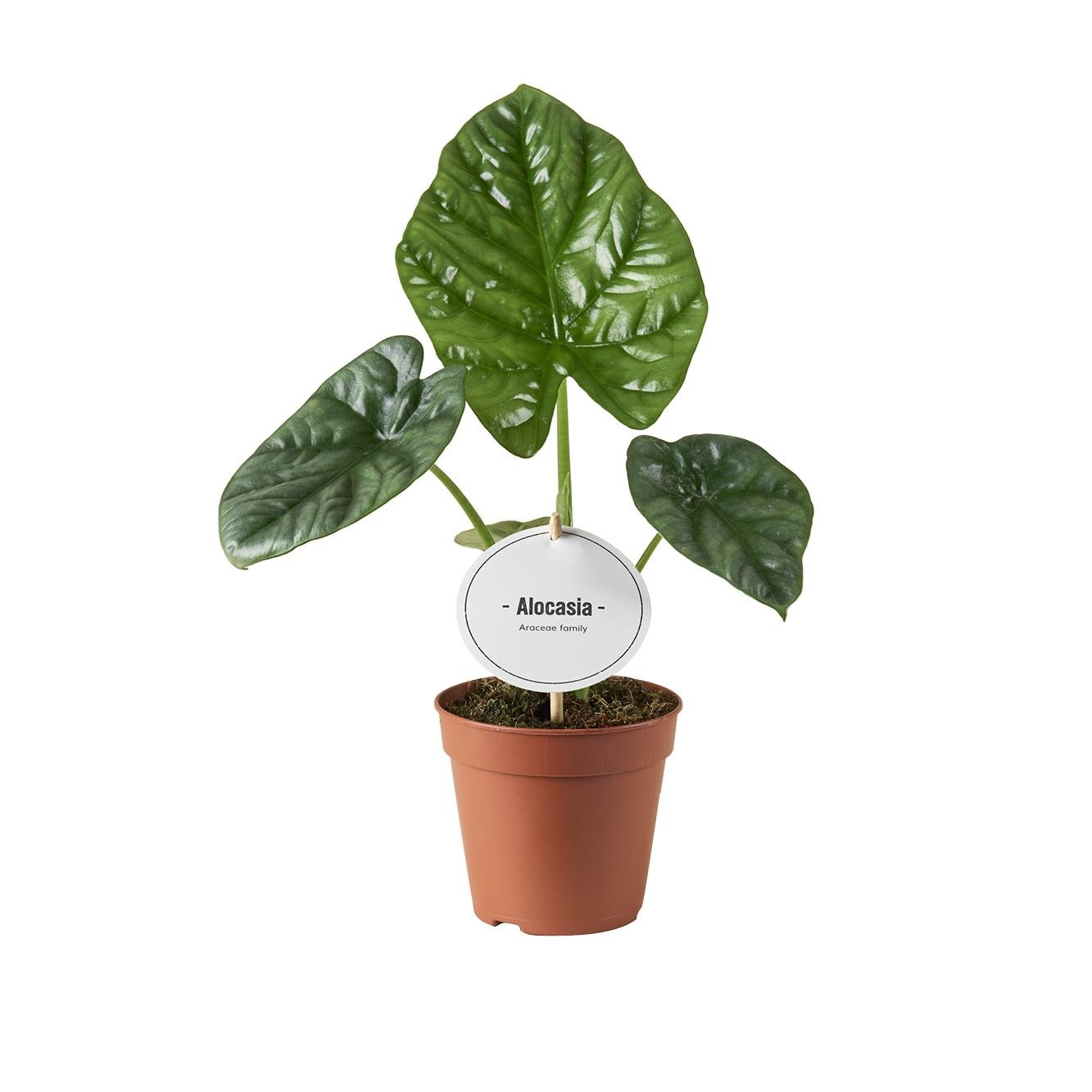 Alocasia ‘Lukiwan’ – Elefantenohr – 12 cm Topf, 20 cm hoch - Green Guardia - Ihr Experte für Schädlinge und Pflanzen