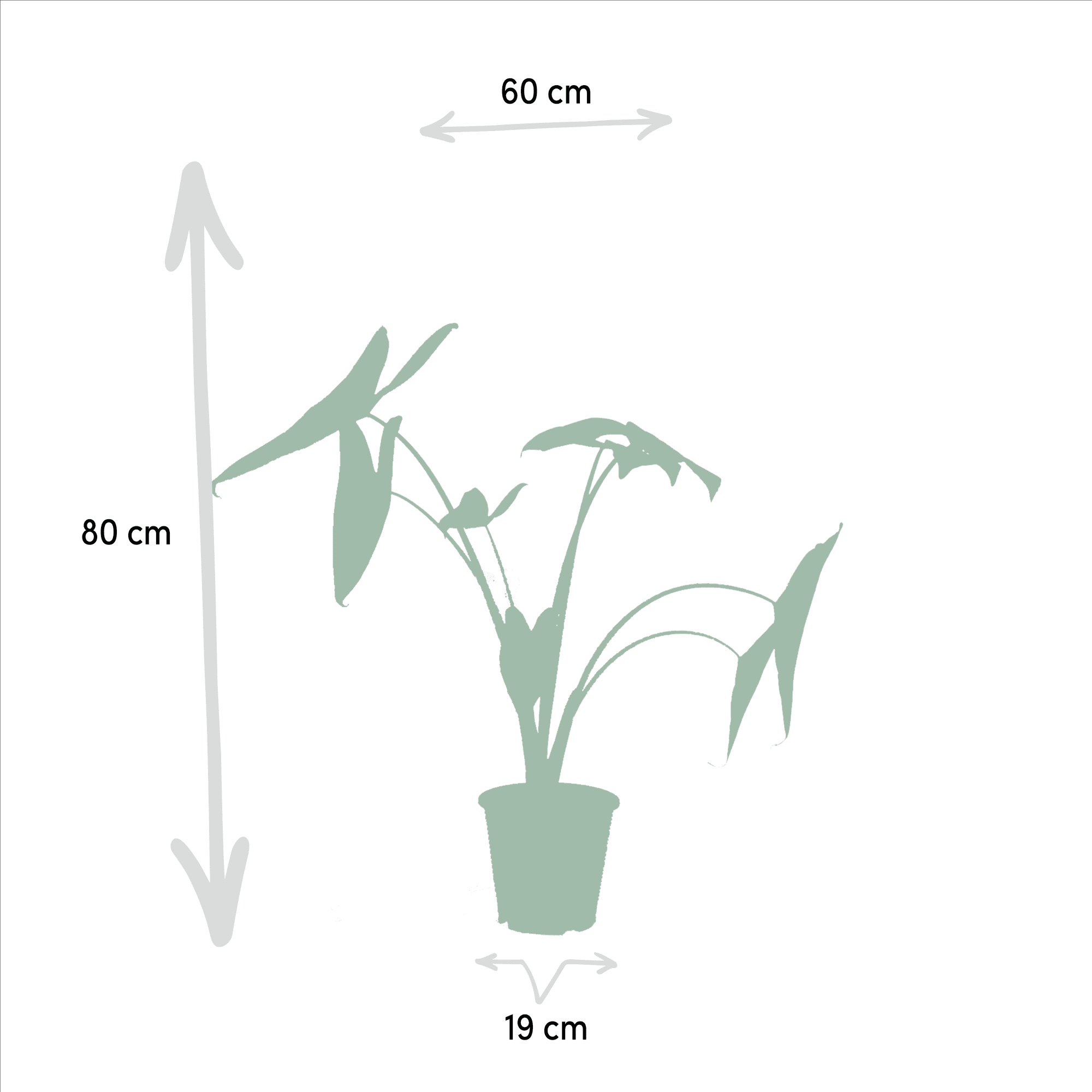 Alocasia zebrina, Alocasia cucullata & Alocasia lauterbachiana – 3 Pflanzen – 19 cm Topf, ca. 60–75 cm hoch - Green Guardia - Ihr Experte für Schädlinge und Pflanzen