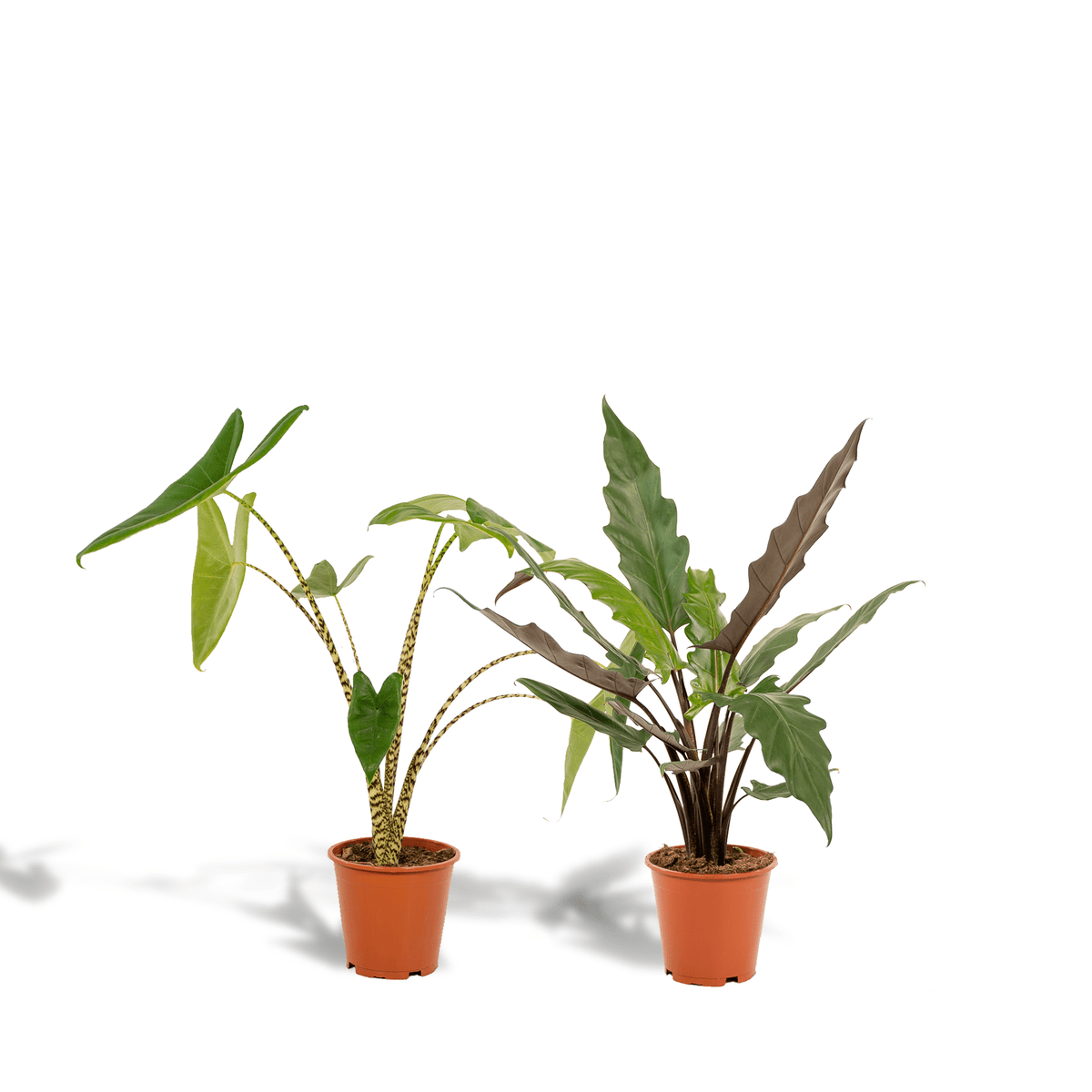 Alocasia zebrina & Alocasia lauterbachiana – Elefantenohr – 2 Pflanzen – 19  cm Topf, 75 cm hoch
