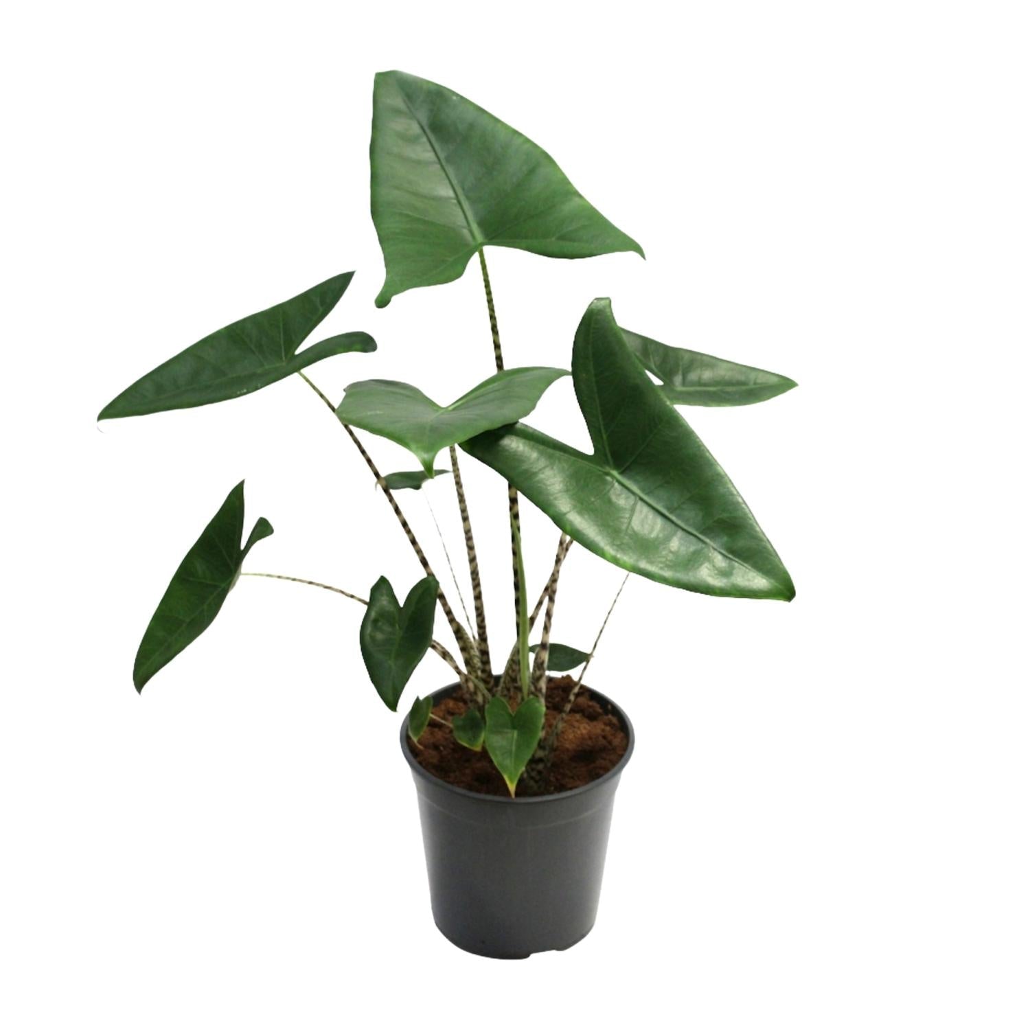 Alocasia Zebrina – Zebraleiter - Pfeilblatt - 75 - 80 cm - Green Guardia - Ihr Experte für Schädlinge und Pflanzen