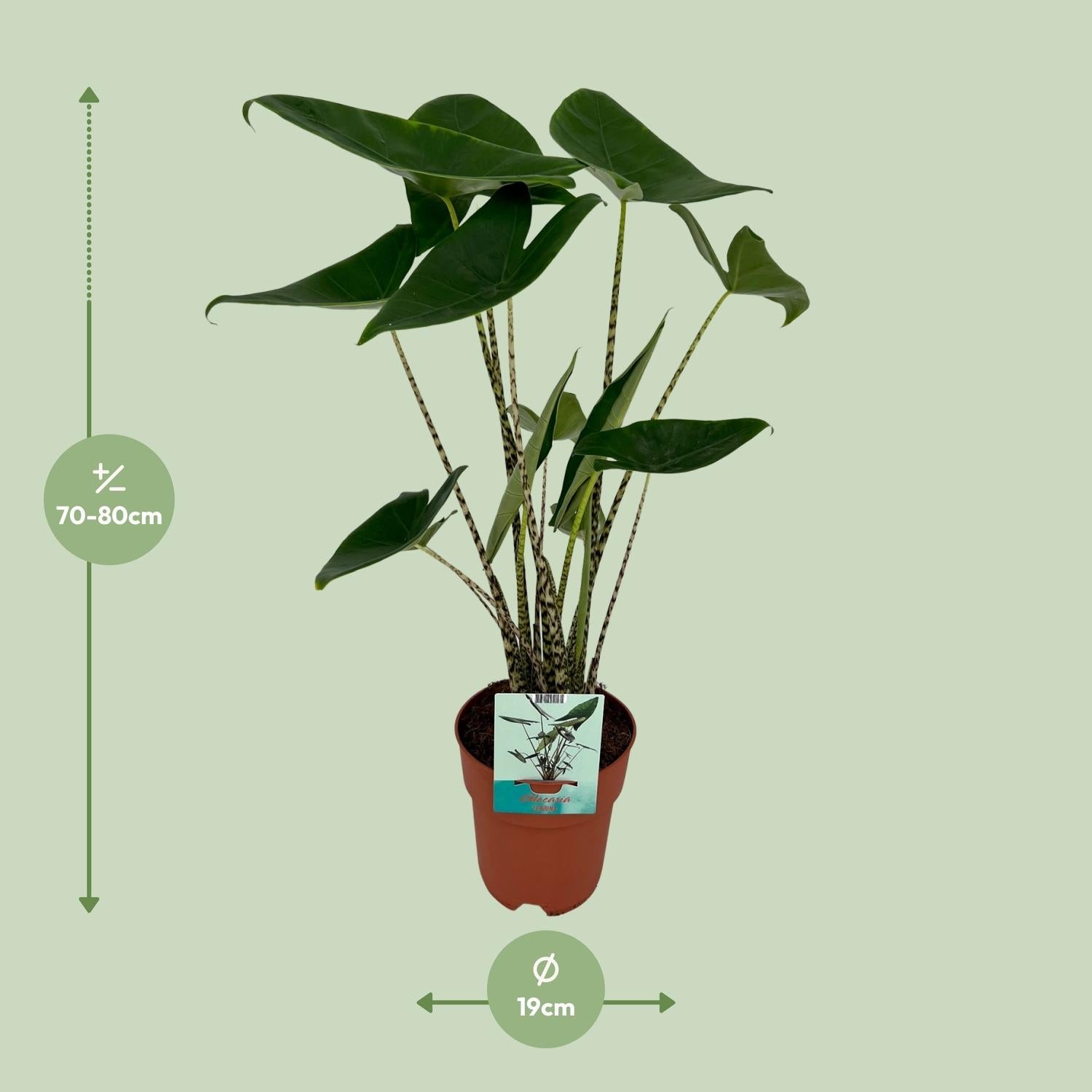 Alocasia Zebrina – Zebraleiter - Pfeilblatt - 75 - 80 cm - Green Guardia - Ihr Experte für Schädlinge und Pflanzen