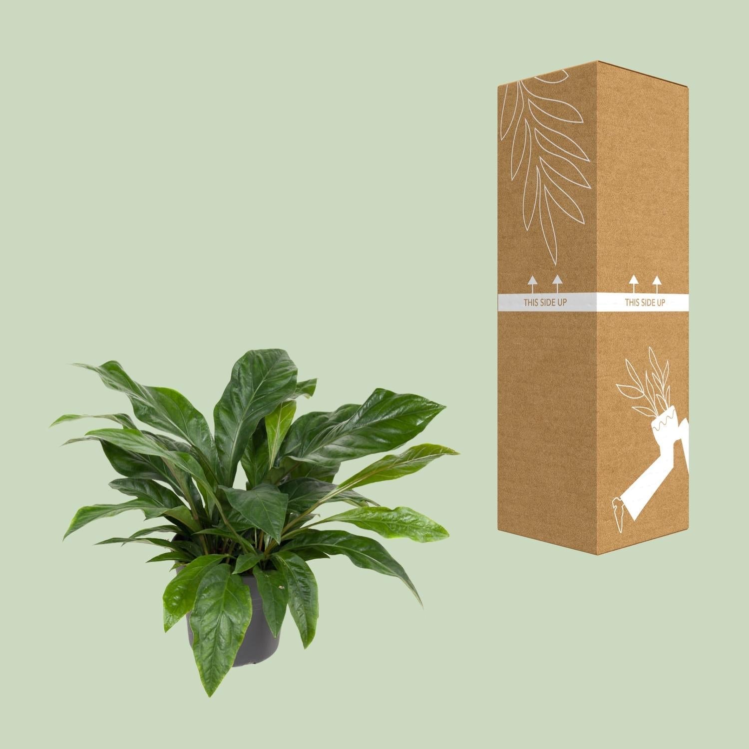 Anthurium ‘Jungle Bush’ – Flamingoblume – 30 cm Topf, 70 cm hoch - Green Guardia - Ihr Experte für Schädlinge und Pflanzen