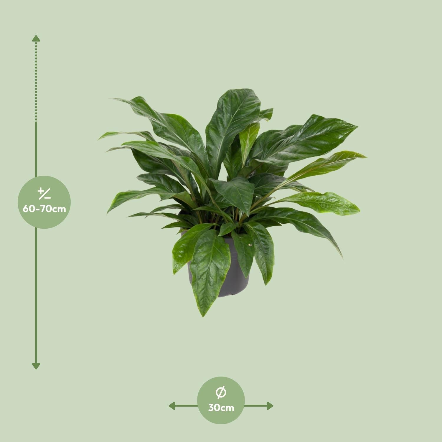 Anthurium ‘Jungle Bush’ – Flamingoblume – 30 cm Topf, 70 cm hoch - Green Guardia - Ihr Experte für Schädlinge und Pflanzen