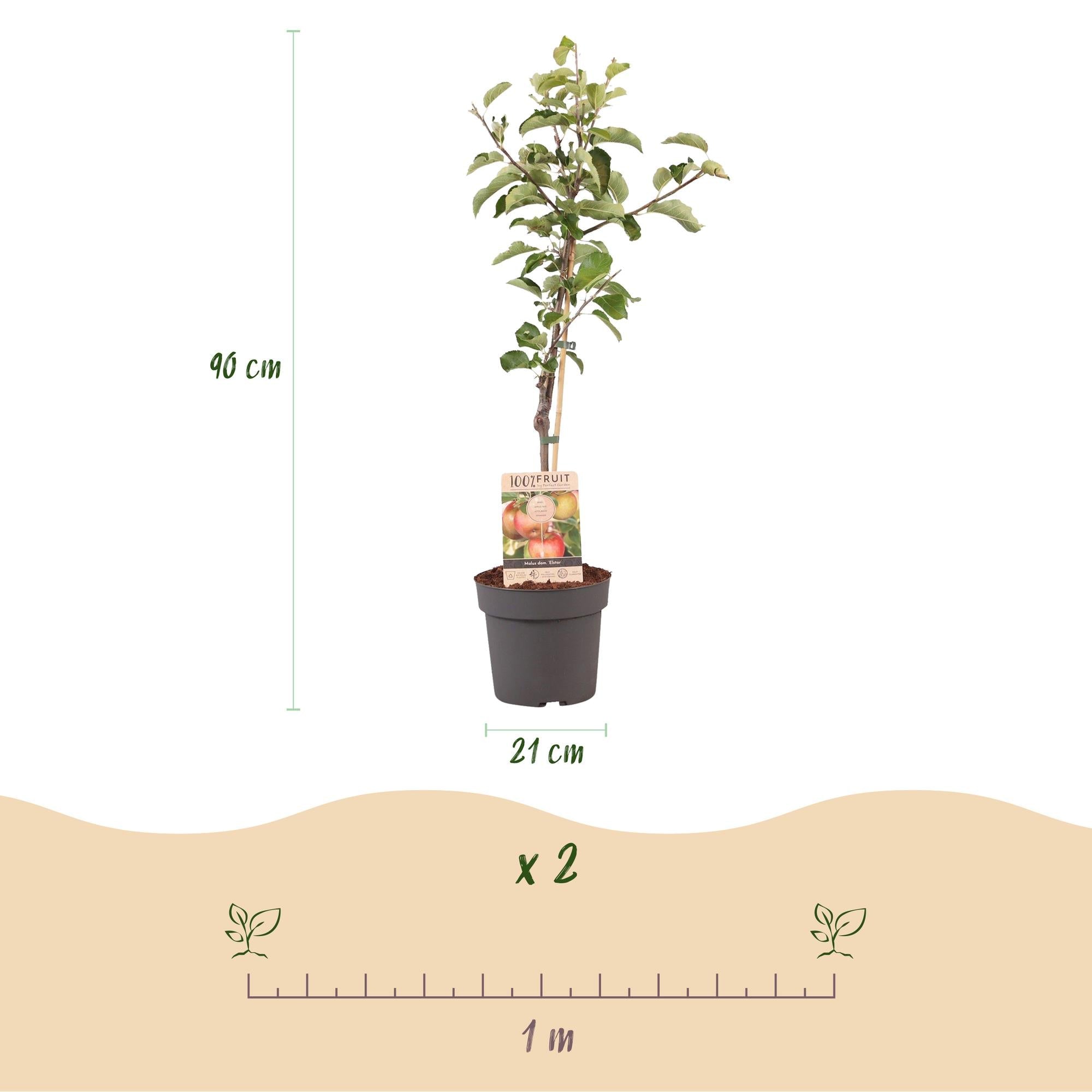 Apfelbaum „Elstar“ – im Topf, 90 cm hoch - Green Guardia - Ihr Experte für Schädlinge und Pflanzen