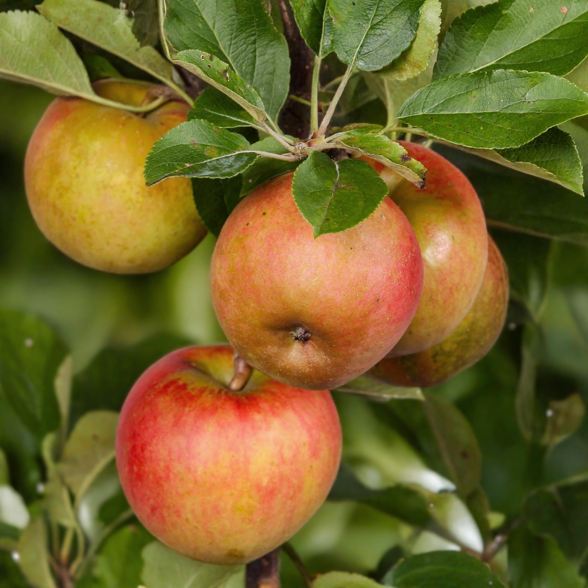 Apfelbaum „Elstar“ – im Topf, 90 cm hoch - Green Guardia - Ihr Experte für Schädlinge und Pflanzen