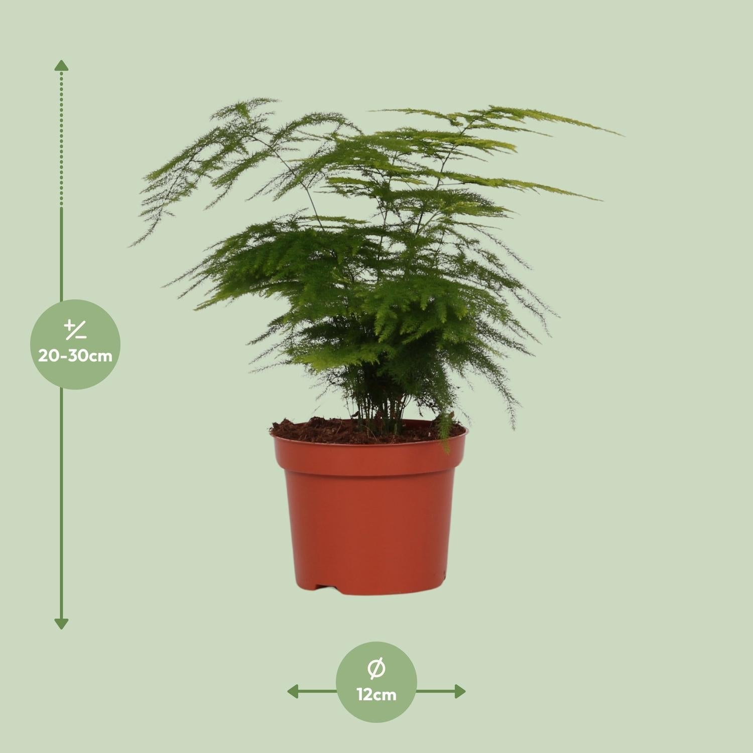 Asparagus Setaceus – Spargelfarn - 30 - 70 cm - Green Guardia - Ihr Experte für Schädlinge und Pflanzen