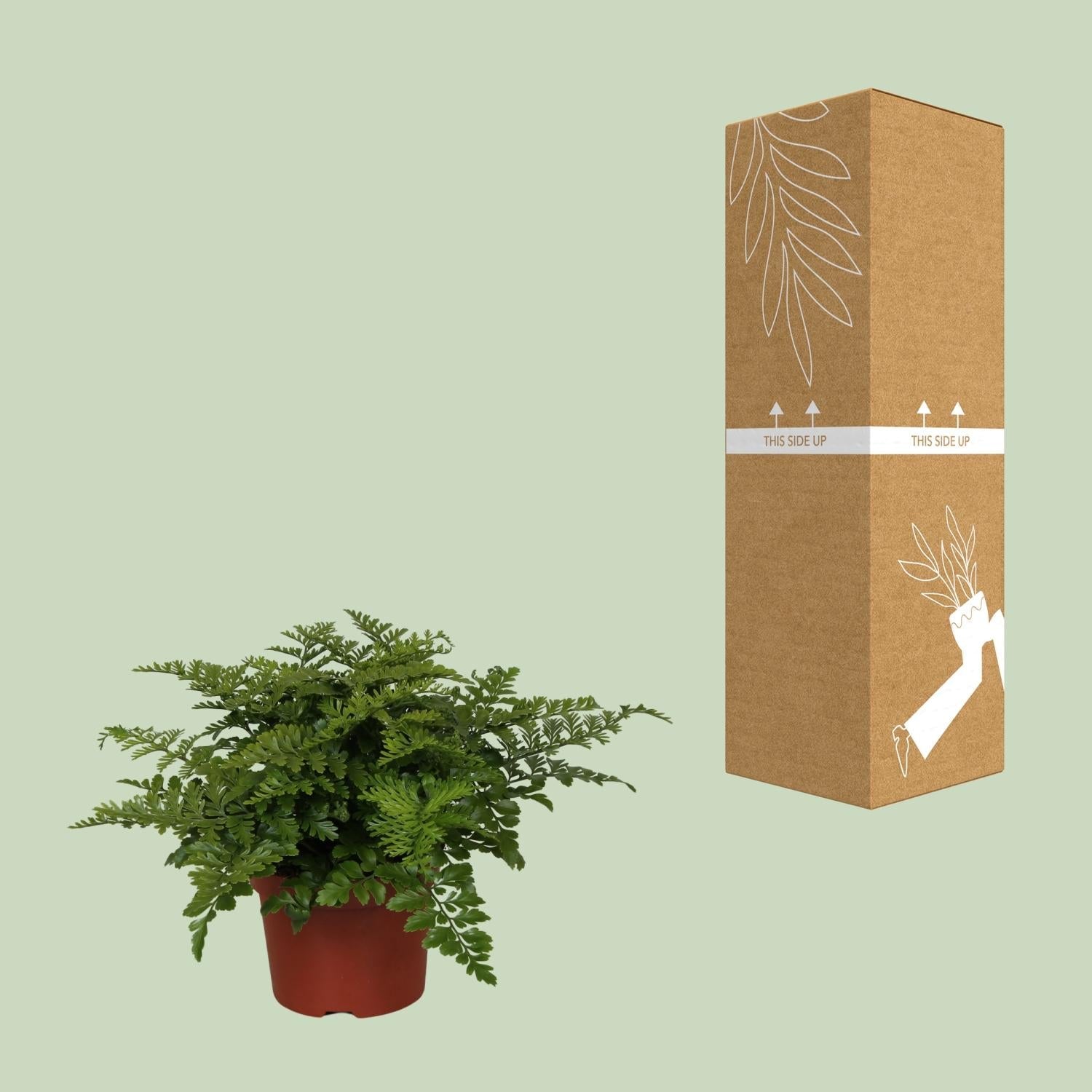 Asplenium ‘Parvati’ – Nestfarn – verschiedene Größen - 25 - 30 cm hoch - Green Guardia - Ihr Experte für Schädlinge und Pflanzen