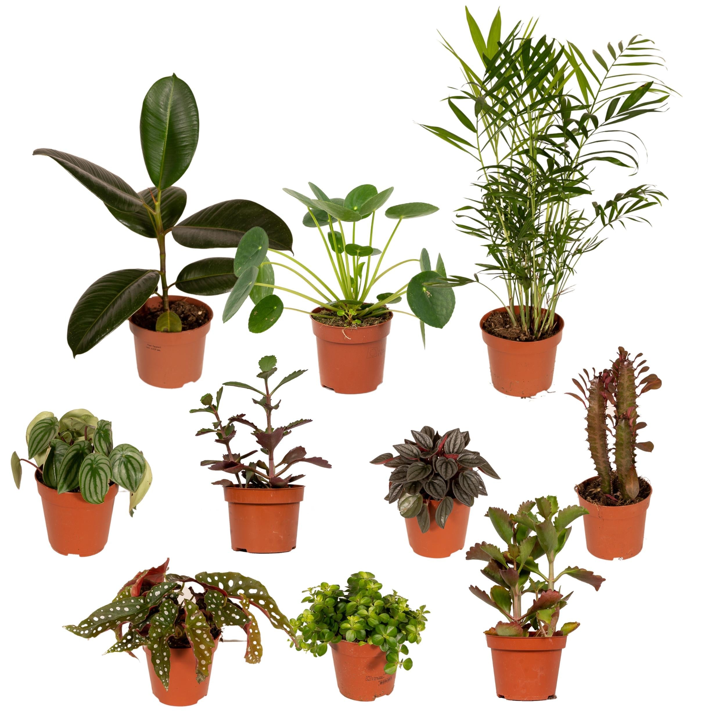 Außenseiterbox - Überraschungsbox – Mix einzigartiger Pflanzen - 8 - 12 Pflanzen pro Set - Green Guardia - Ihr Experte für Schädlinge und Pflanzen