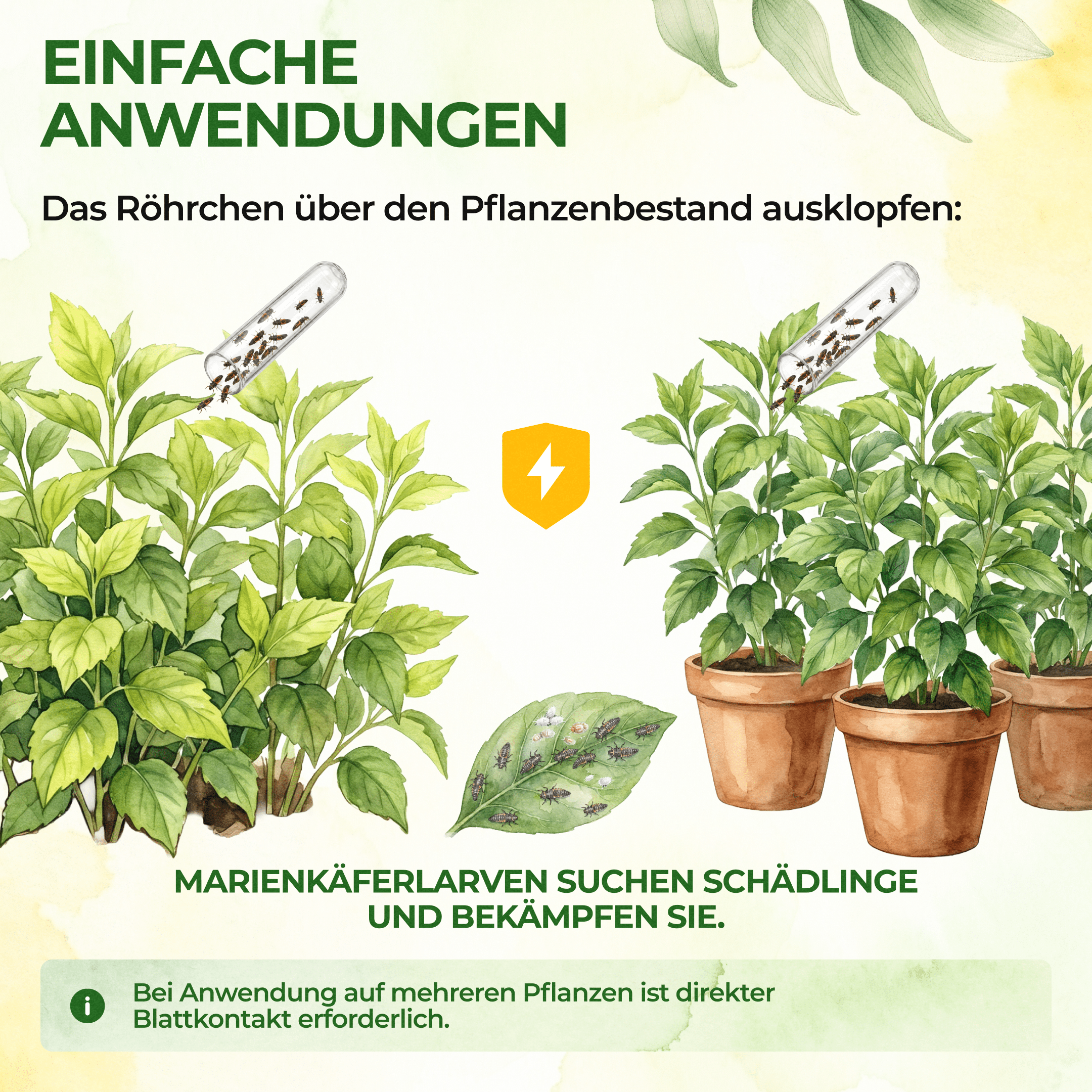 Australische Marienkäfer - Larven gegen Wollläuse, Schmierläuse & Blattläuse - Green Guardia - Ihr Experte für Schädlinge und Pflanzen