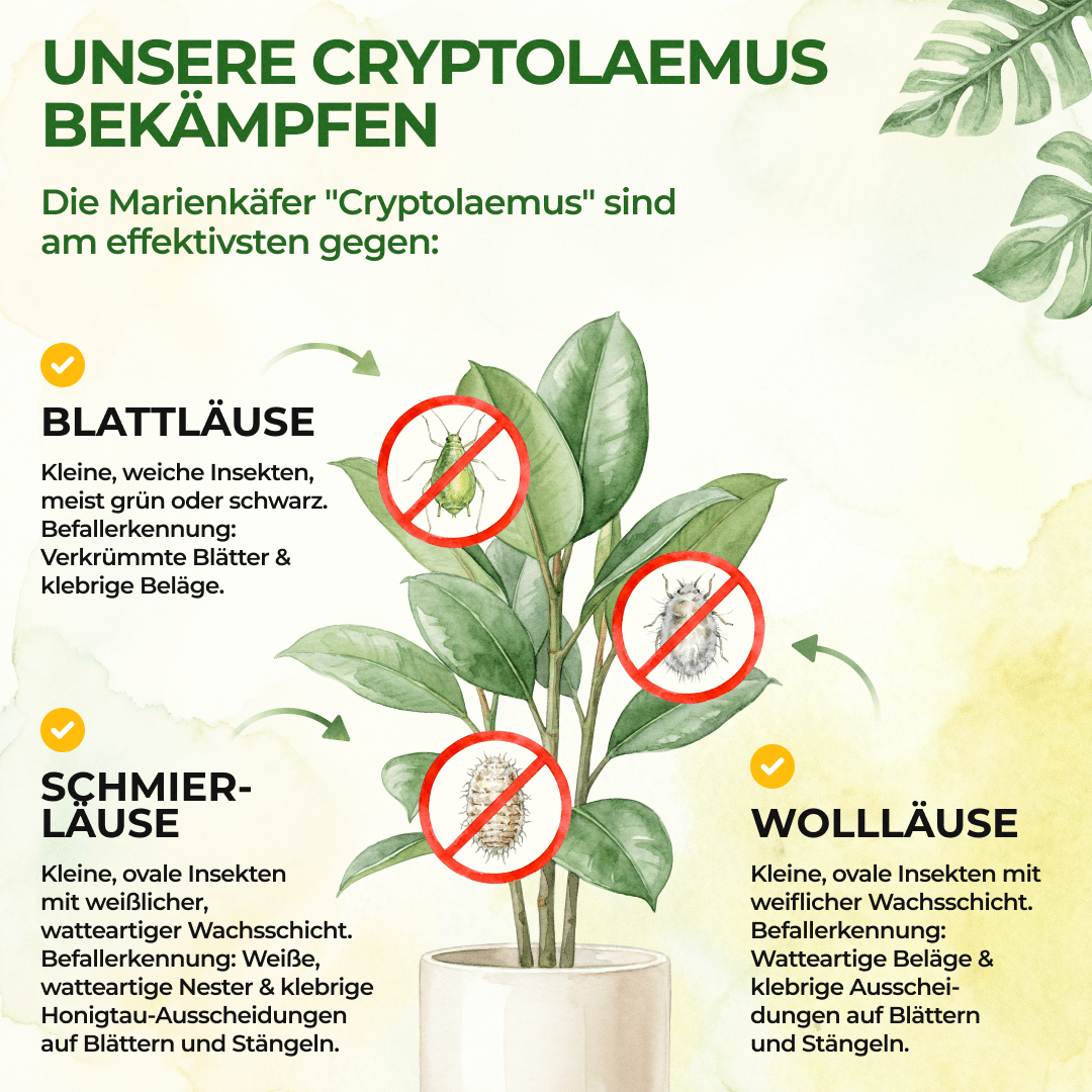 Australischer Marienkäfer gegen Wollläuse, Schmierläuse & Blattläuse - Green Guardia - Ihr Experte für Schädlinge und Pflanzen