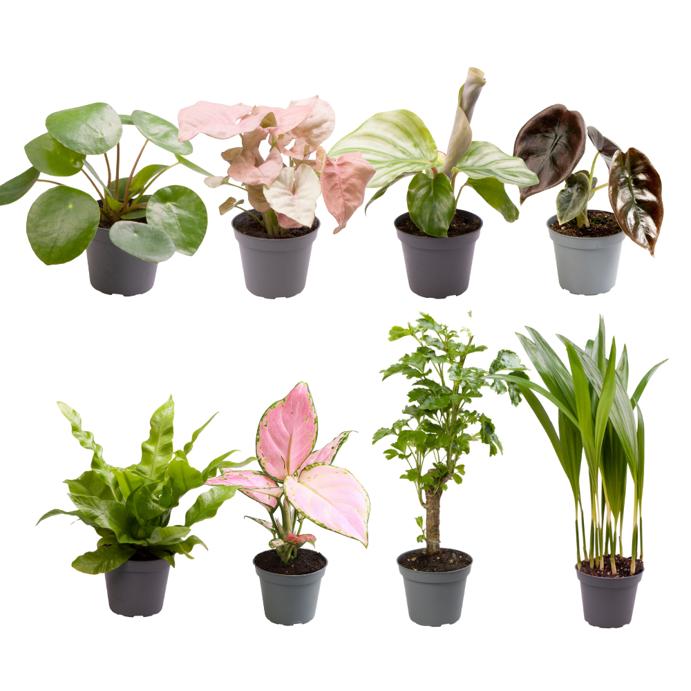 Babypflanzen - Überraschungsbox – Mix aus Jungpflanzen - 4 - 8 Pflanzen pro Set - Green Guardia - Ihr Experte für Schädlinge und Pflanzen
