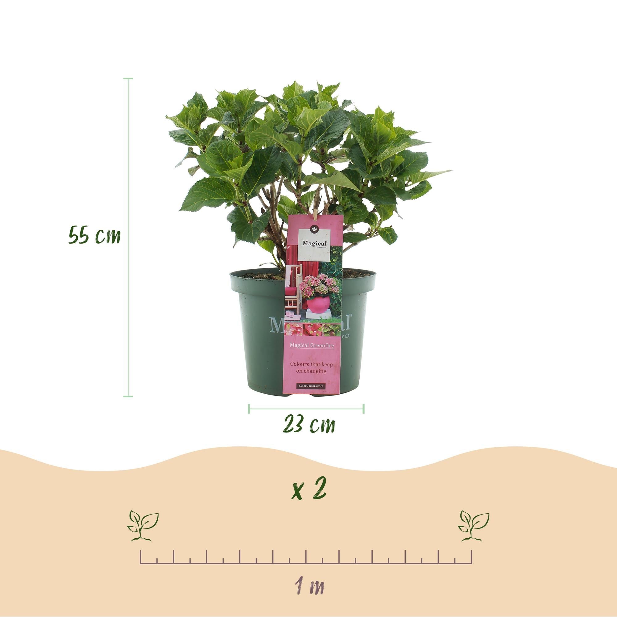 Balkonpflanze Hortensie ‘Magical Green Fire’ – 6–10 Blüten, rosa - grün, Topf 23 cm, 55 cm hoch - Green Guardia - Ihr Experte für Schädlinge und Pflanzen