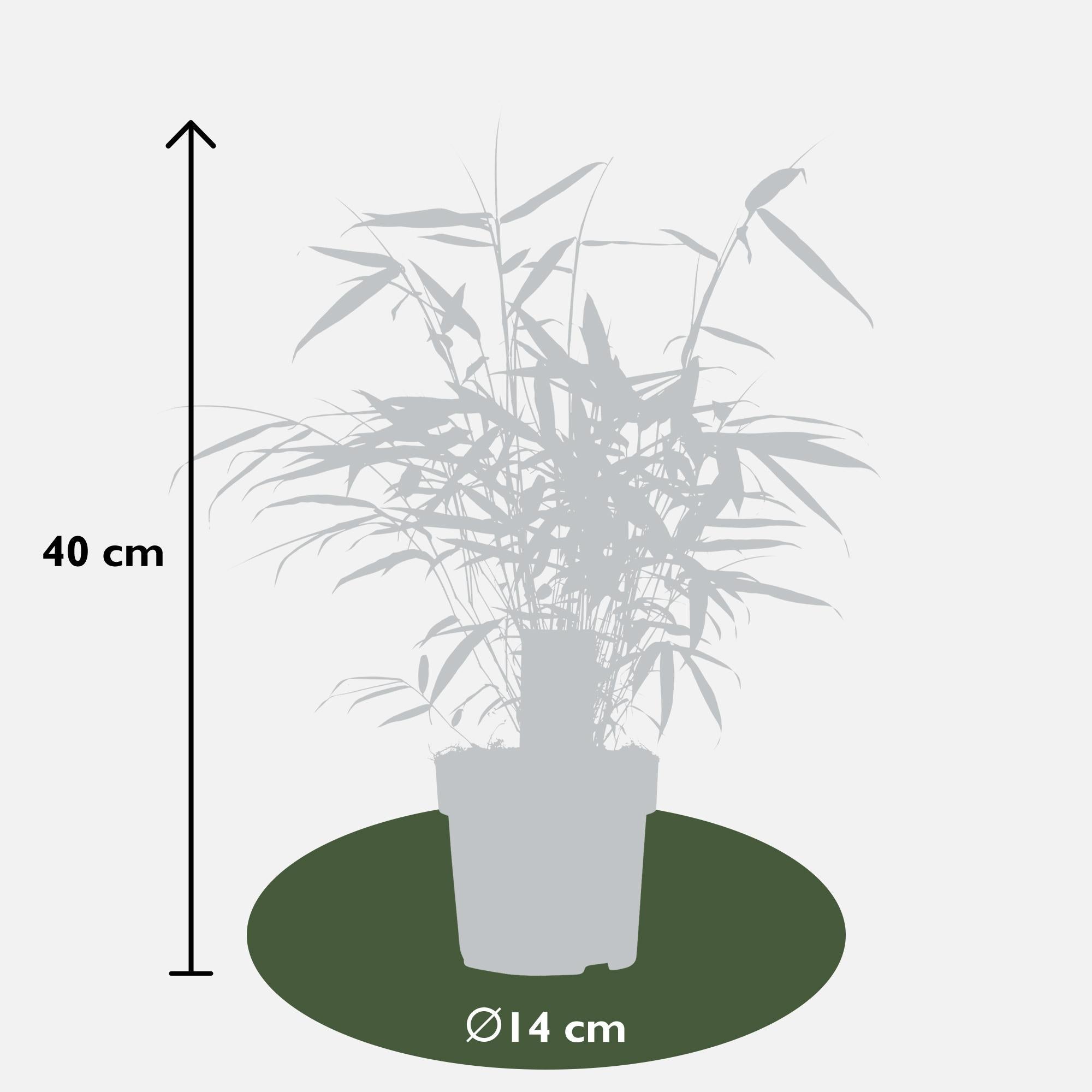 Bambus 'Pingwu' – mrozoodporny Fargesia robusta, doniczka 14 cm, wysokość  40 cm