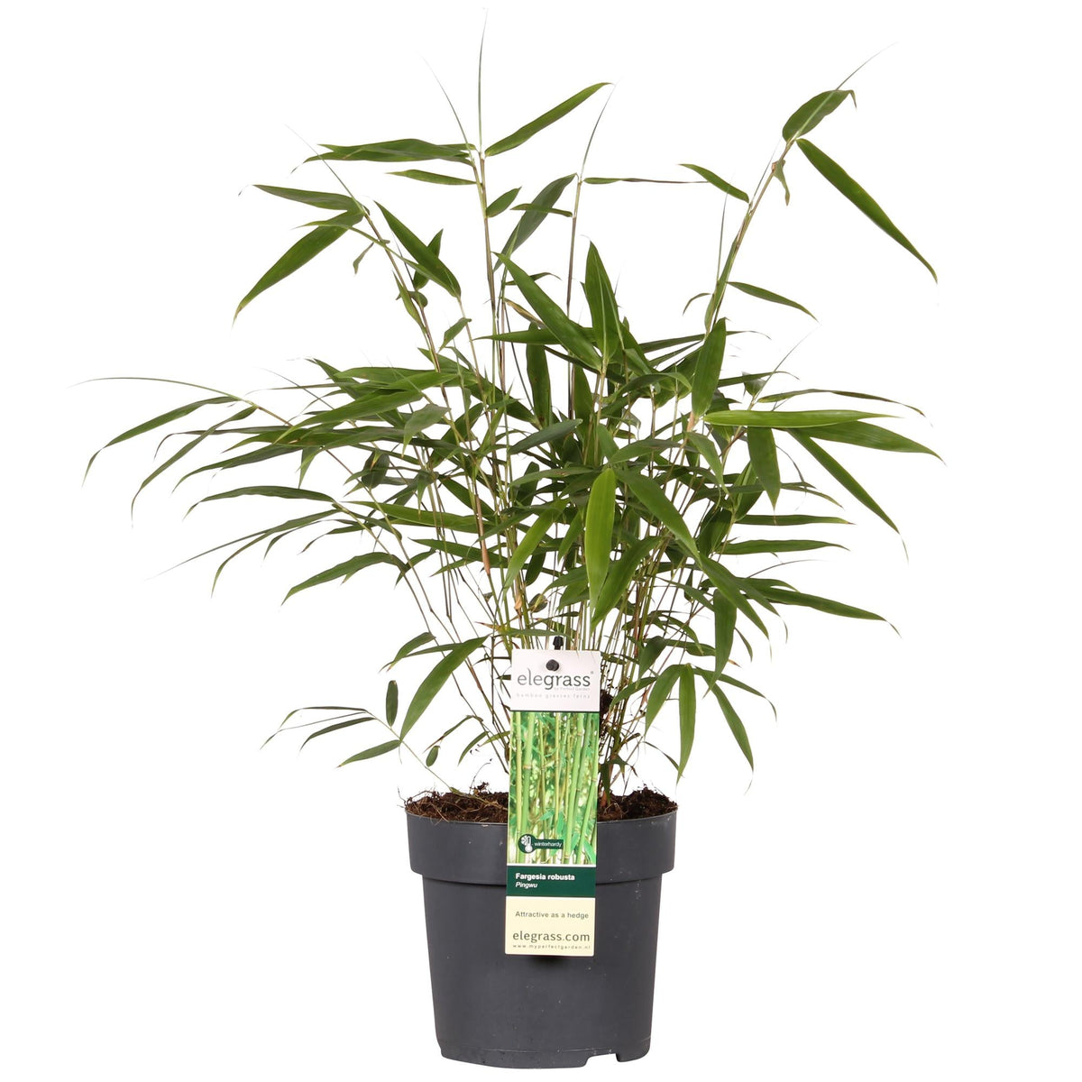 Bambus 'Pingwu' – mrozoodporny Fargesia robusta, doniczka 14 cm, wysok