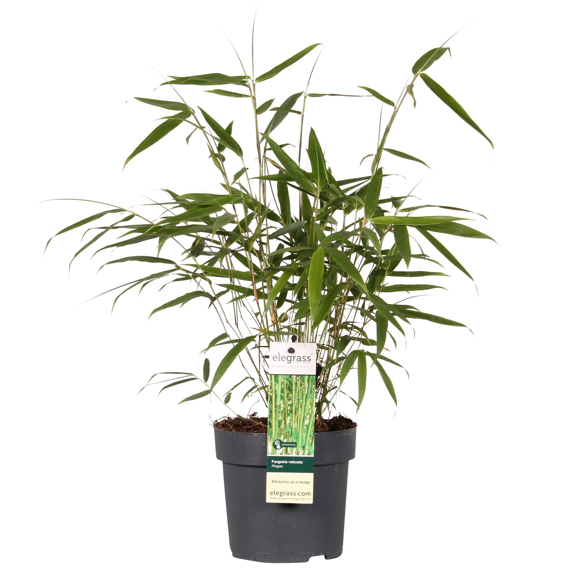 Bambus 'Pingwu' – mrozoodporny Fargesia robusta, doniczka 14 cm, wysokość  40 cm