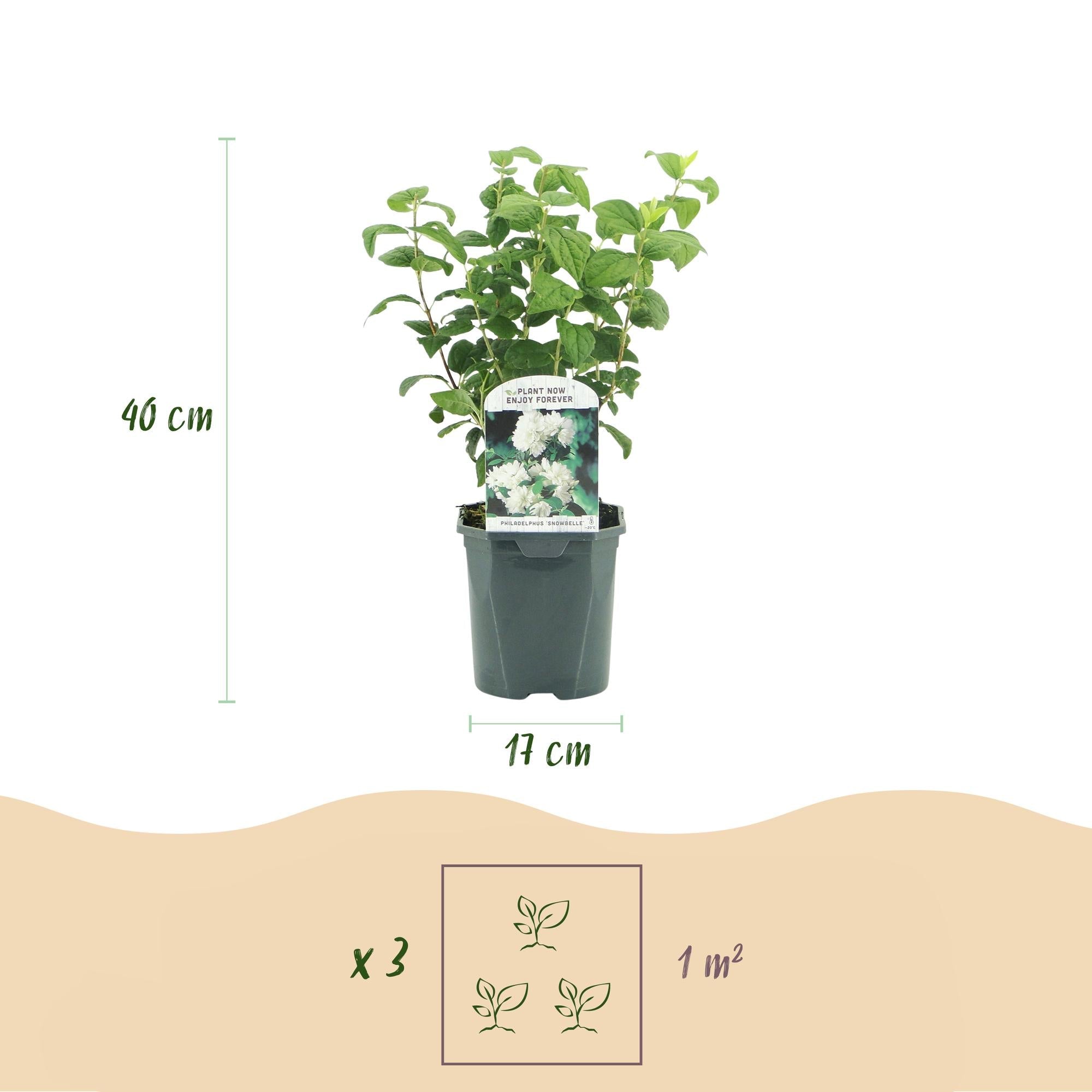 Bauernjasmin ‘Snowbelle’ – laubabwerfend, weiße Blüten, 17 - cm - Topf, 45 cm - Green Guardia - Ihr Experte für Schädlinge und Pflanzen