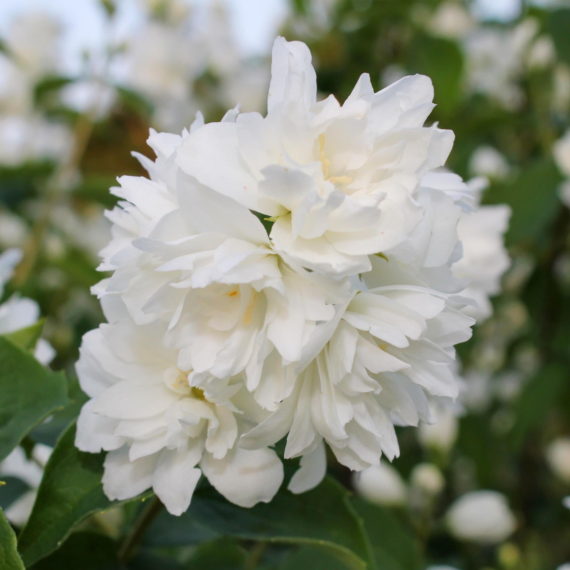 Bauernjasmin ‘Snowbelle’ – laubabwerfend, weiße Blüten, 17 - cm - Topf, 45 cm - Green Guardia - Ihr Experte für Schädlinge und Pflanzen