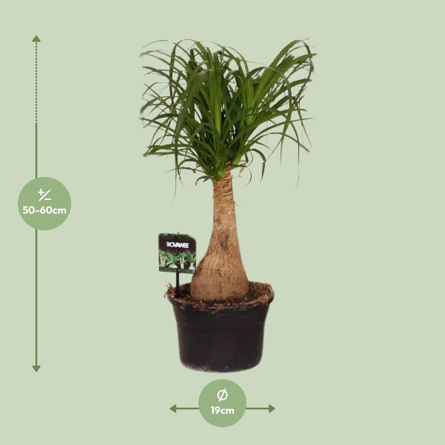 Beaucarnea Nolina – Elefantenfuß - 60 - 80 cm - Green Guardia - Ihr Experte für Schädlinge und Pflanzen