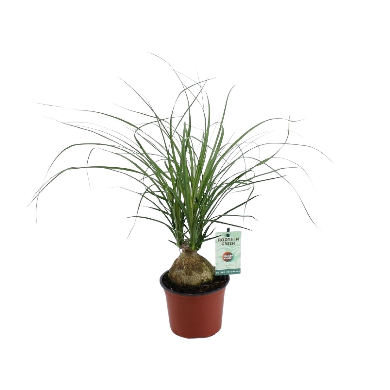 Beaucarnea Recurvata – Elefantenfuß - 12 cm Topf, 45 cm hoch - Green Guardia - Ihr Experte für Schädlinge und Pflanzen