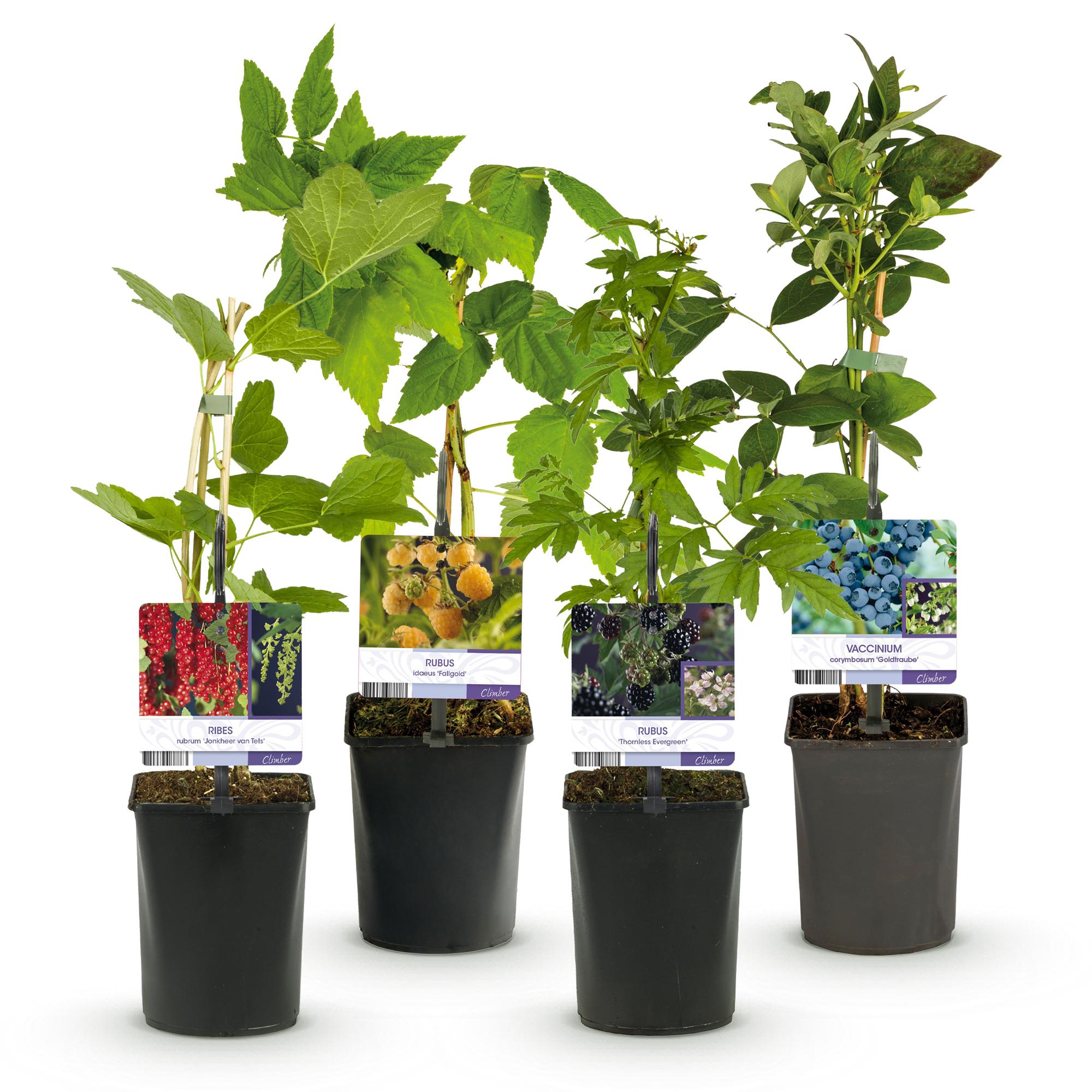 Beerenmix – 4 Obstpflanzen: Rote Beere, Gelbe Himbeere, Schwarze Brombeere & Blaubeere (11 cm Topf, 40 cm hoch) - Green Guardia - Ihr Experte für Schädlinge und Pflanzen