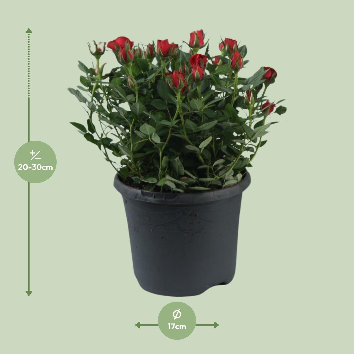 Beetrose ‘Jewel Patio Hot’ – reichblühend, 17 cm Topf, 30 cm hoch - Green Guardia - Ihr Experte für Schädlinge und Pflanzen