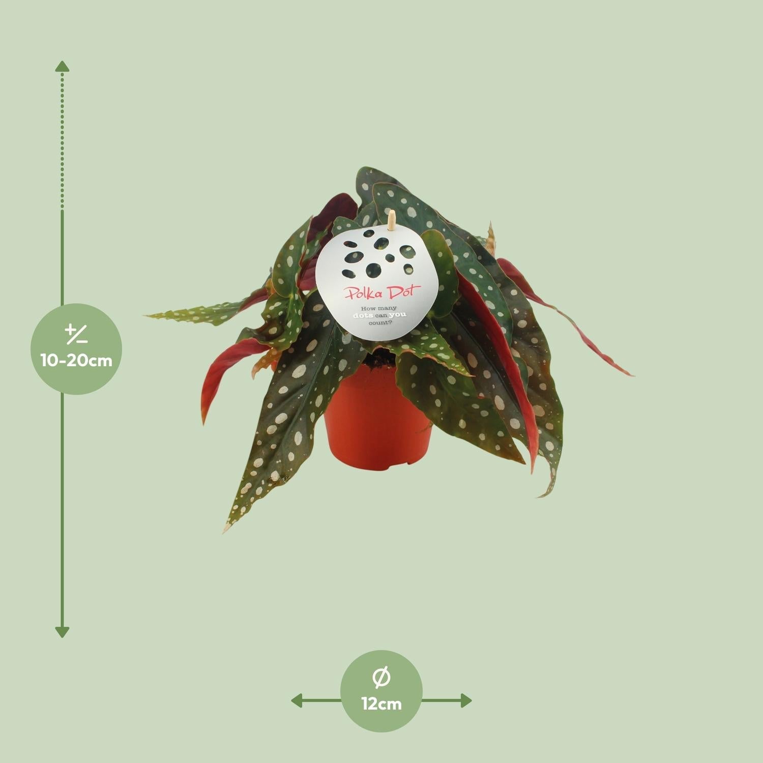 Begonia Maculata – Forellenbegonie - 12 cm Topf, 20 cm hoch - Green Guardia - Ihr Experte für Schädlinge und Pflanzen