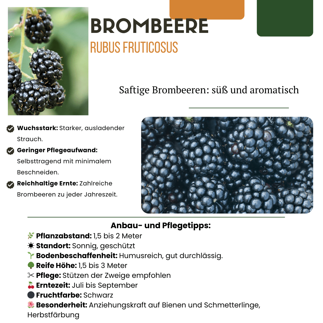 Bio - Brombeere – junge Pflanze im 13 - cm - Topf, 20 cm Höhe - Green Guardia - Ihr Experte für Schädlinge und Pflanzen