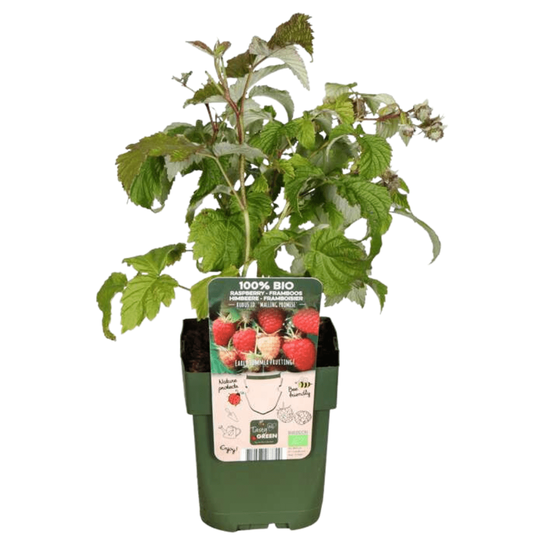 BIO Obstpflanzen - Mix „Sommerfrüchte“ – Set mit 4 Sorten - Green Guardia - Ihr Experte für Schädlinge und Pflanzen