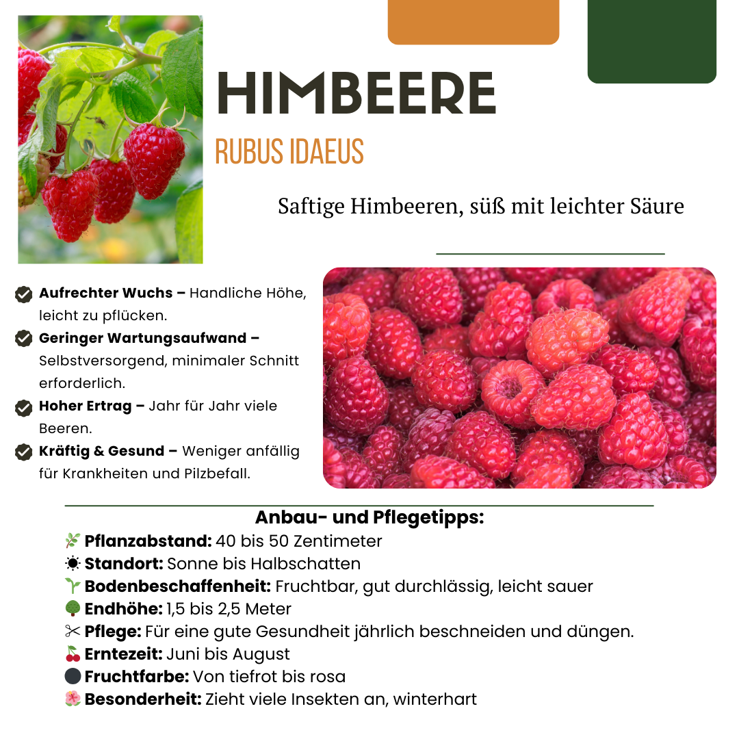 BIO Obstpflanzen - Mix „Sommerfrüchte“ – Set mit 4 Sorten - Green Guardia - Ihr Experte für Schädlinge und Pflanzen