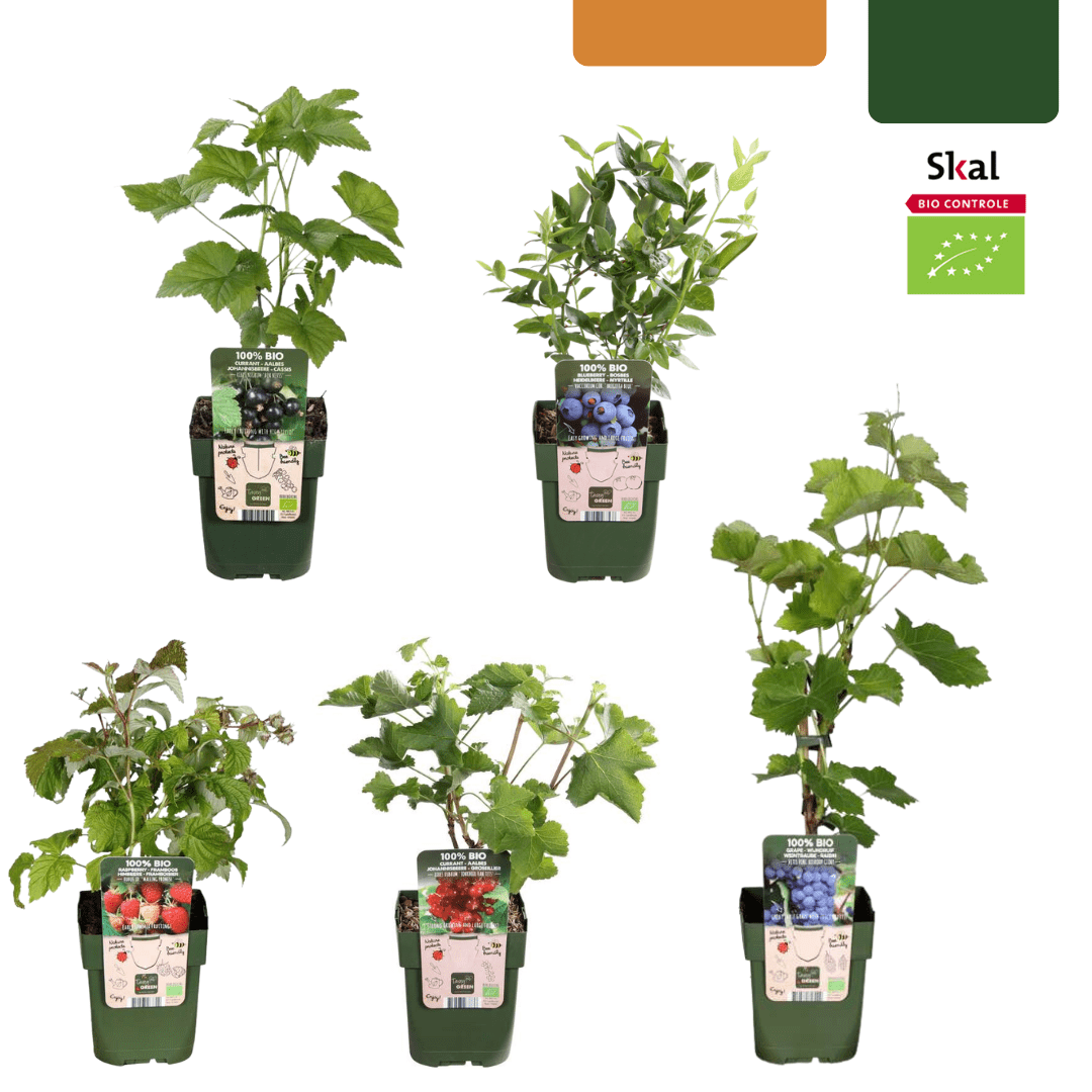BIO Obstpflanzen - Set „Früchte - Oase“ – Mix aus 5 Sorten - Green Guardia - Ihr Experte für Schädlinge und Pflanzen