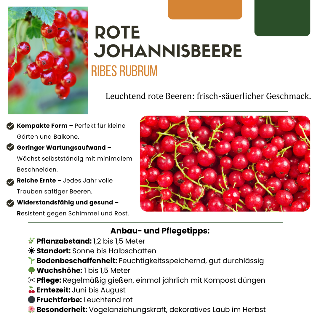 Bio - Stachelbeere – kräftige Jungpflanze im 13 - cm - Topf, 20 cm hoch - Green Guardia - Ihr Experte für Schädlinge und Pflanzen