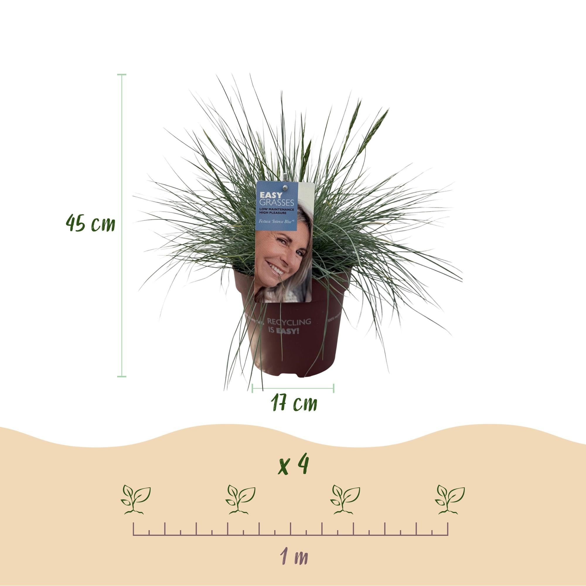 Blauschwingel ‘Intense Blue’ (Festuca glauca) – immergrün, 17 cm Topf, 50 cm Höhe - Green Guardia - Ihr Experte für Schädlinge und Pflanzen