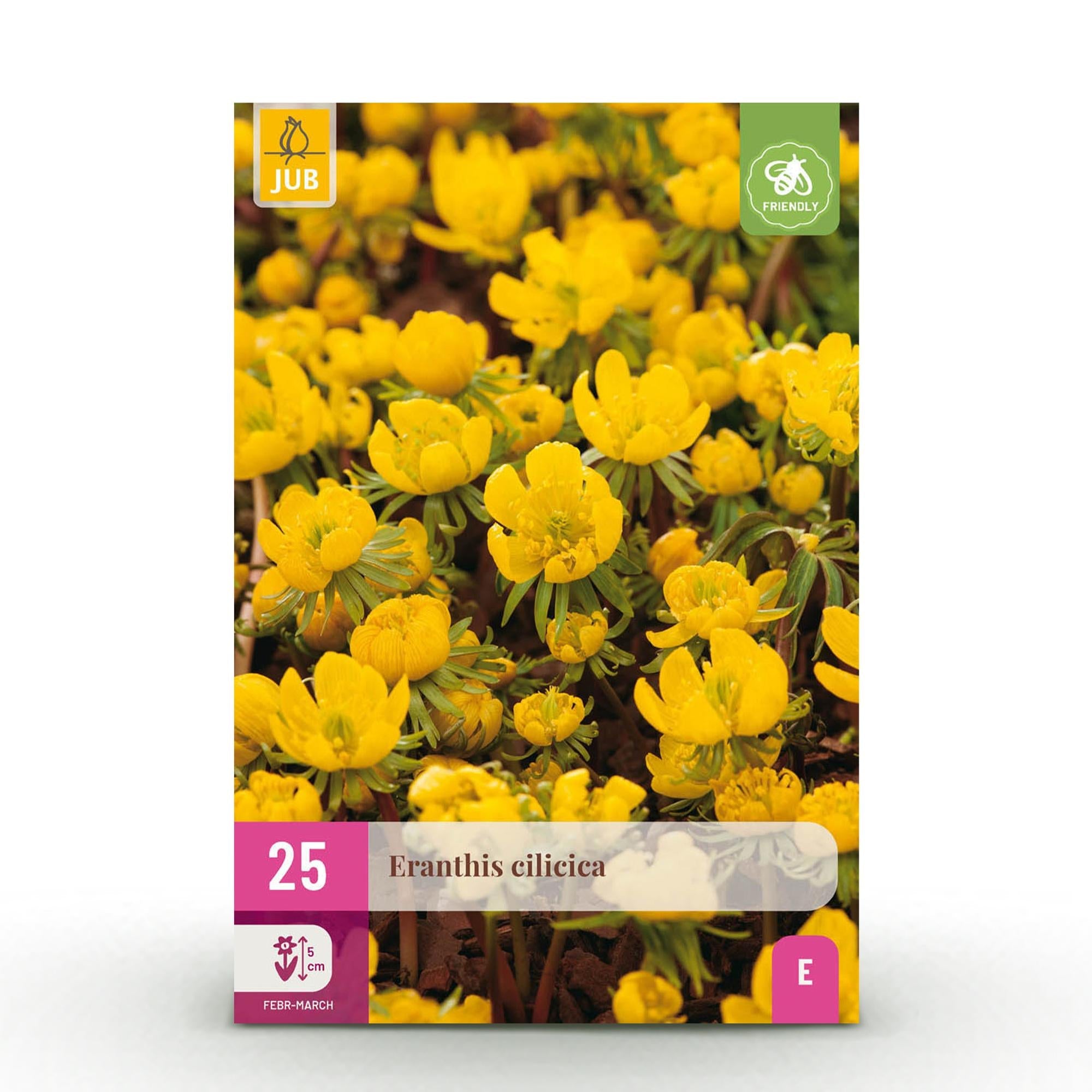 Blumenzwiebeln – Eranthis cilicica – winterhart & mehrjährig – gelb – 25 Stück – Zwiebelgröße 4/5 – XXL Pack - Green Guardia - Ihr Experte für Schädlinge und Pflanzen