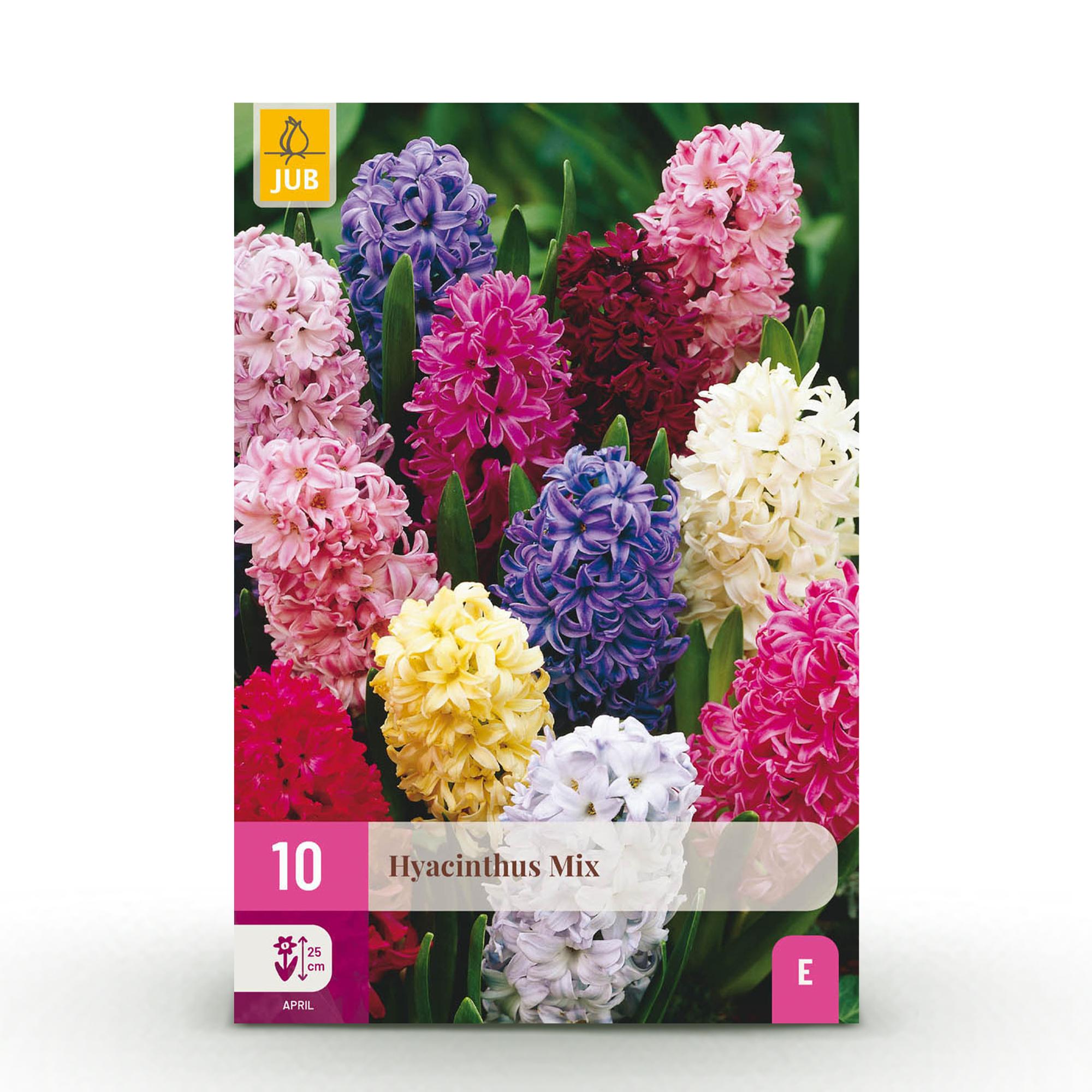 Blumenzwiebeln – Hyazinthenmix – winterhart & mehrjährig – verschiedene Farben – 10 Stück – Zwiebelgröße 14/15 – XXL Pack - Green Guardia - Ihr Experte für Schädlinge und Pflanzen