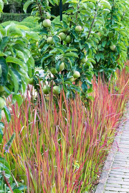 Blutgras ‘Red Baron’ – kompaktes Ziergras, 10–25 cm, 9 cm Topf - Green Guardia - Ihr Experte für Schädlinge und Pflanzen