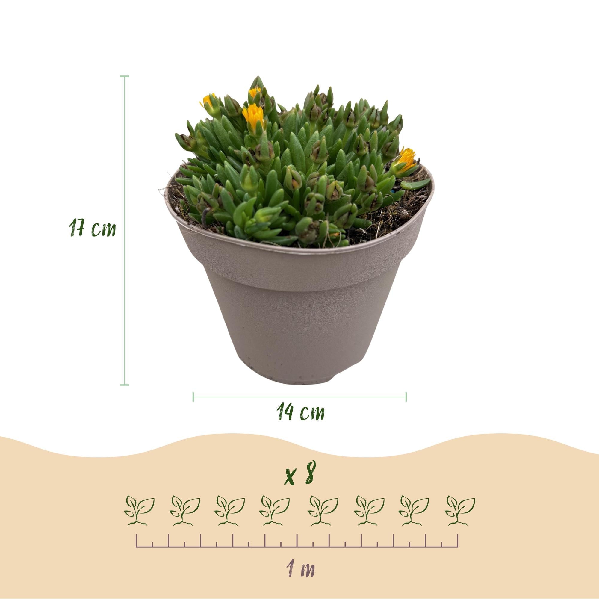 Bodendecker – Delosperma – winterhart – 8 Pflanzen – rot, gelb, lila & rosa – pflegeleicht – 14 cm Topf, ca. 17 cm hoch - Green Guardia - Ihr Experte für Schädlinge und Pflanzen