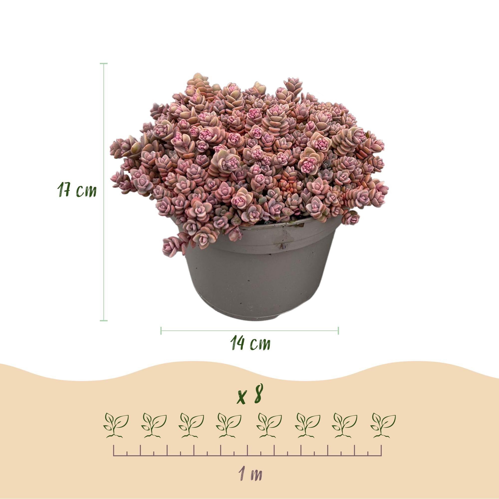 Bodendecker winterhart – Alpiner Mix – 8 Pflanzen – verschiedene Farben – pflegeleicht – 14 cm Topf, ca. 17 cm hoch - Green Guardia - Ihr Experte für Schädlinge und Pflanzen