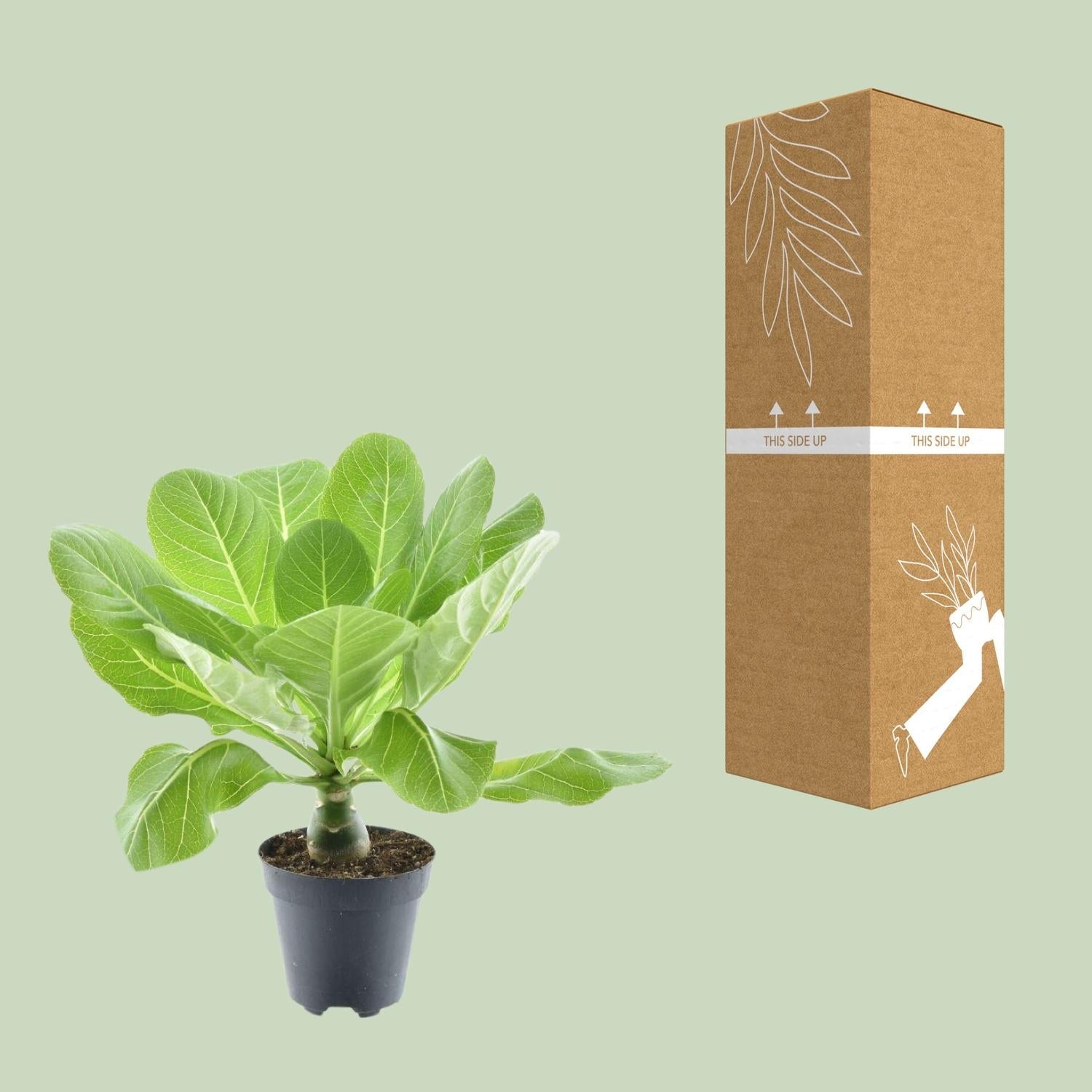 Brighamia insignis ‘Hawaii Palm’ – Hawaii - Palme – 12 cm Topf, 37 cm hoch - Green Guardia - Ihr Experte für Schädlinge und Pflanzen