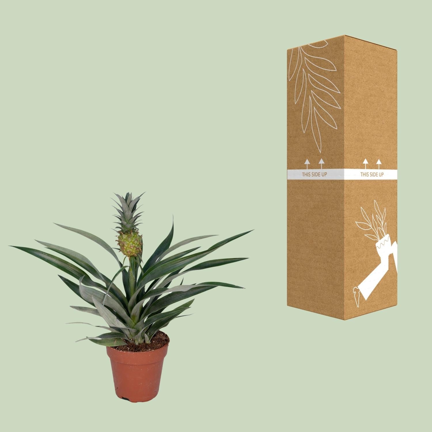 Bromelia Ananas – Zierananas - 12cm Topf, 30cm hoch - Green Guardia - Ihr Experte für Schädlinge und Pflanzen