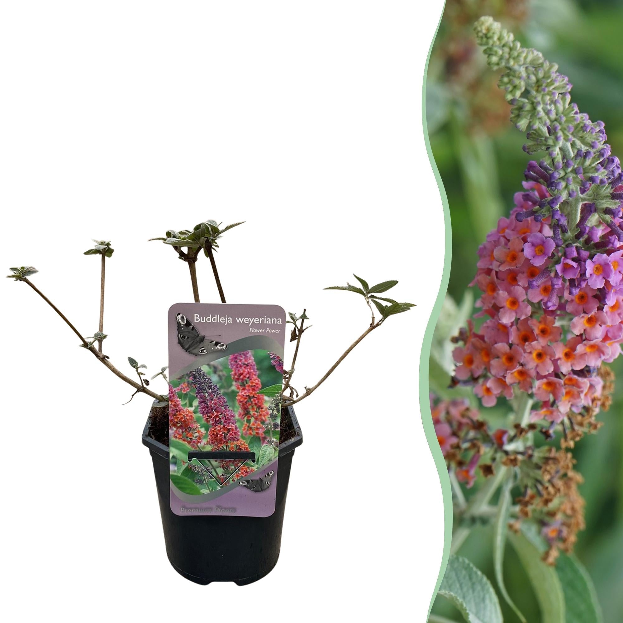 Buddleja davidii ‘Flower Power’ – laubabwerfender Schmetterlingsstrauch, 17 cm Topf, 30 cm Höhe - Green Guardia - Ihr Experte für Schädlinge und Pflanzen